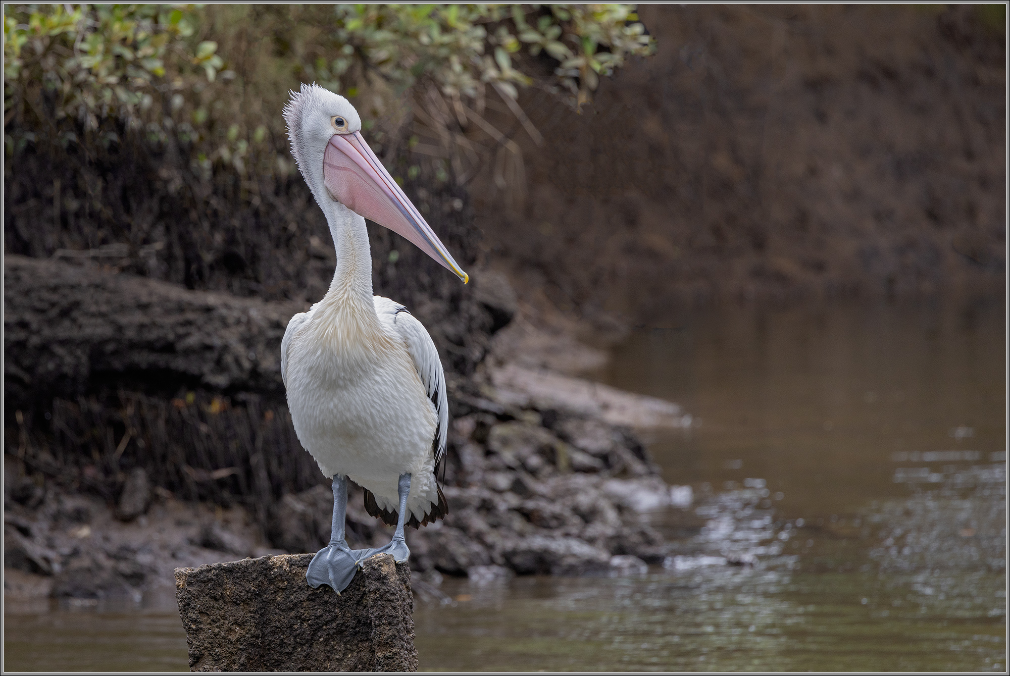 Australian Pelican, Pelecanus conspicillatus