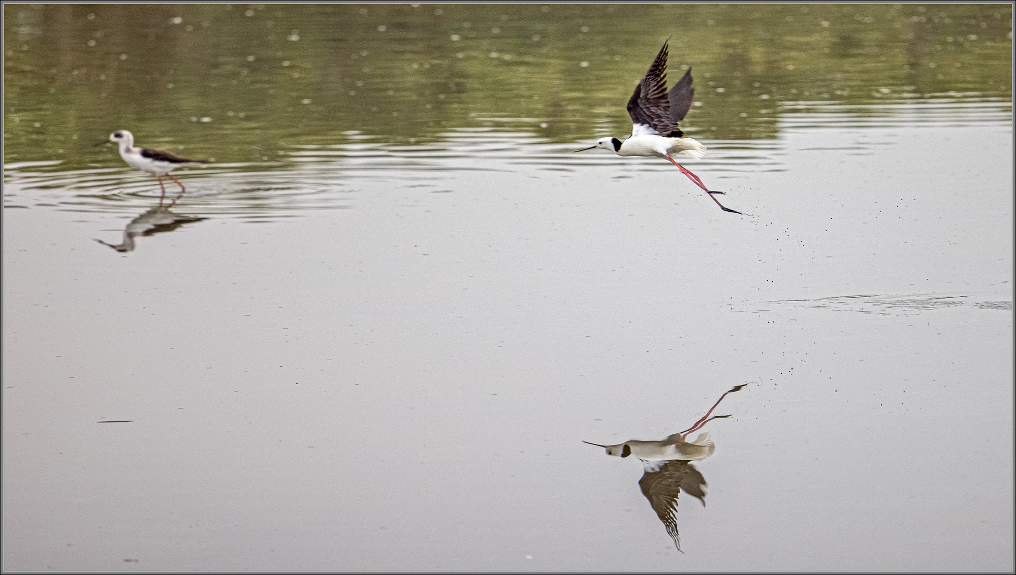 Black-winged Stilt