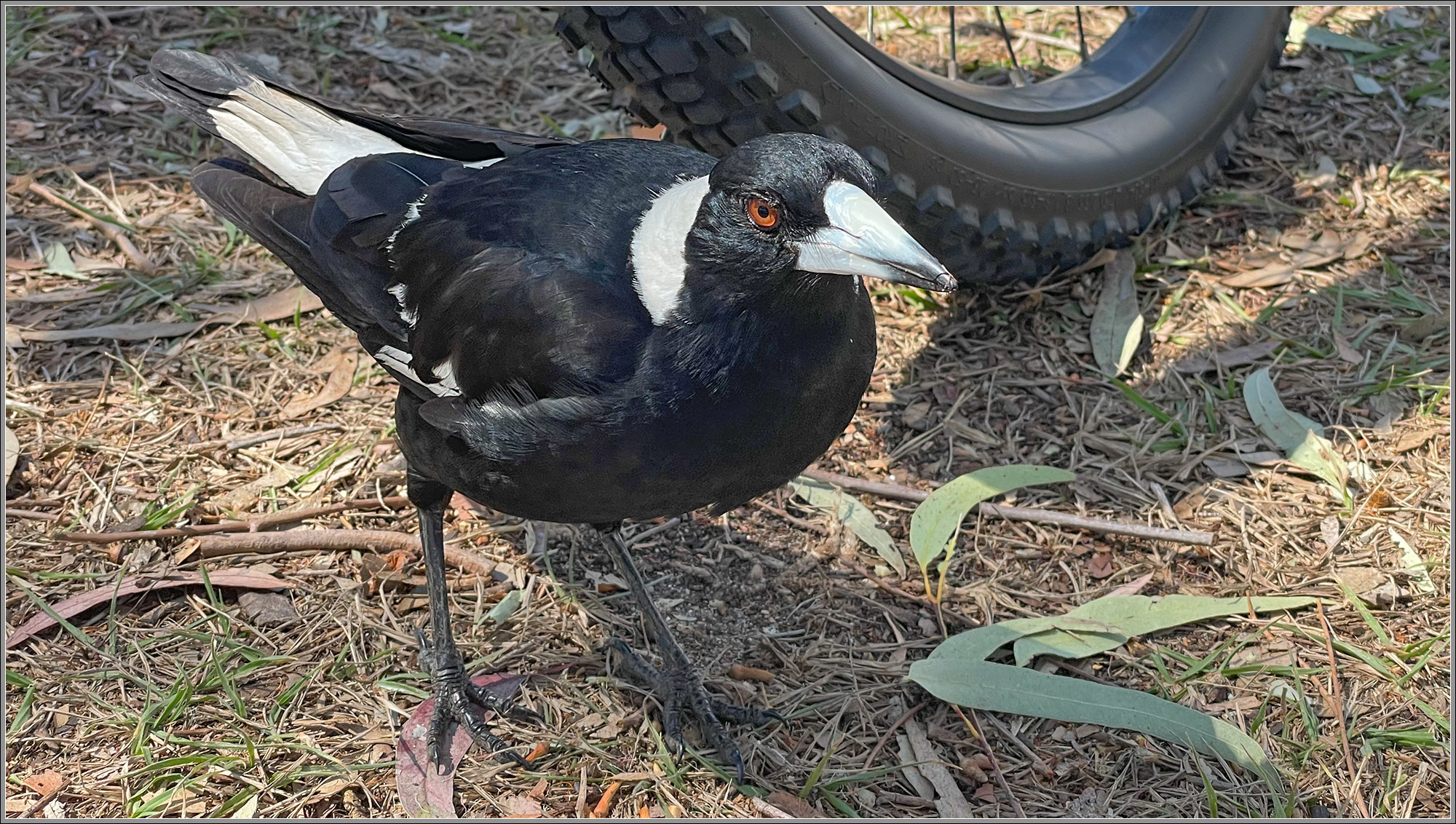 Australian Magpie