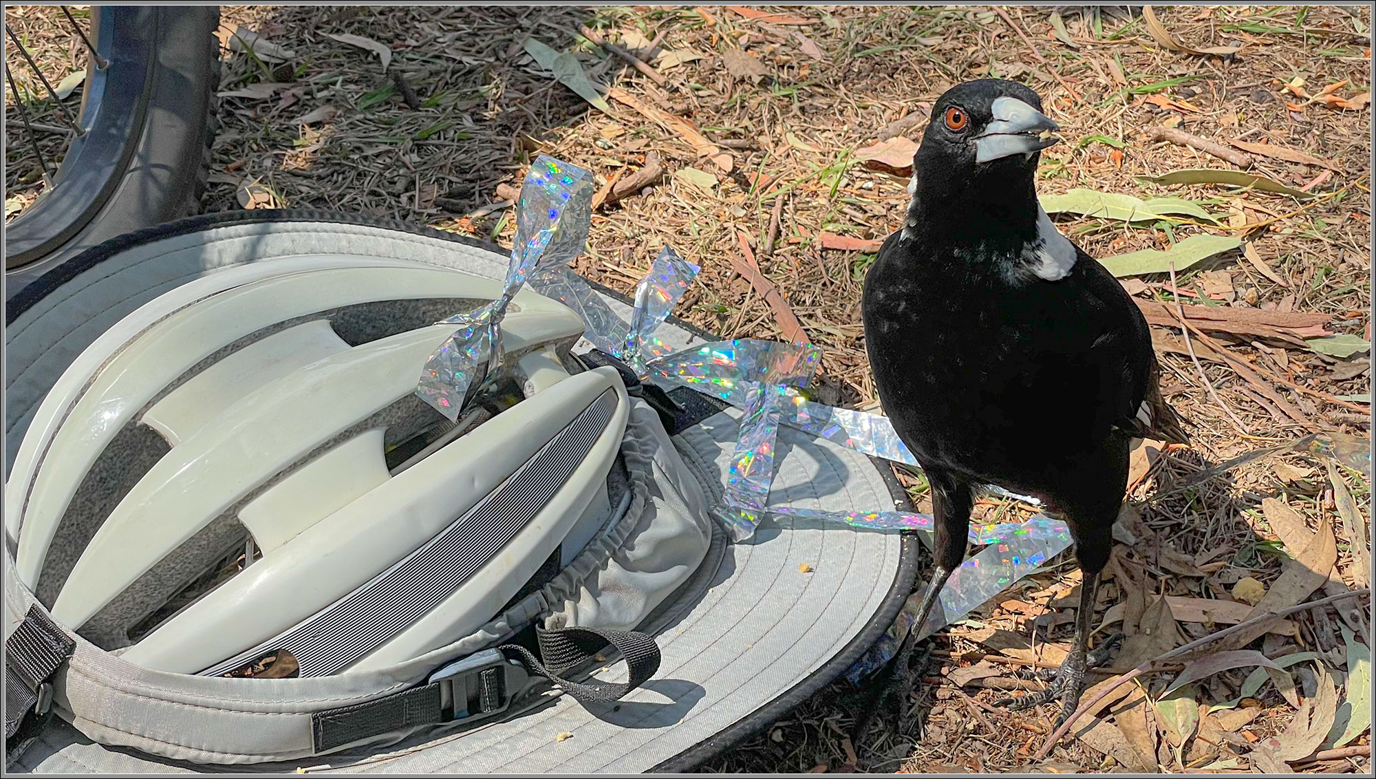 Australian Magpie