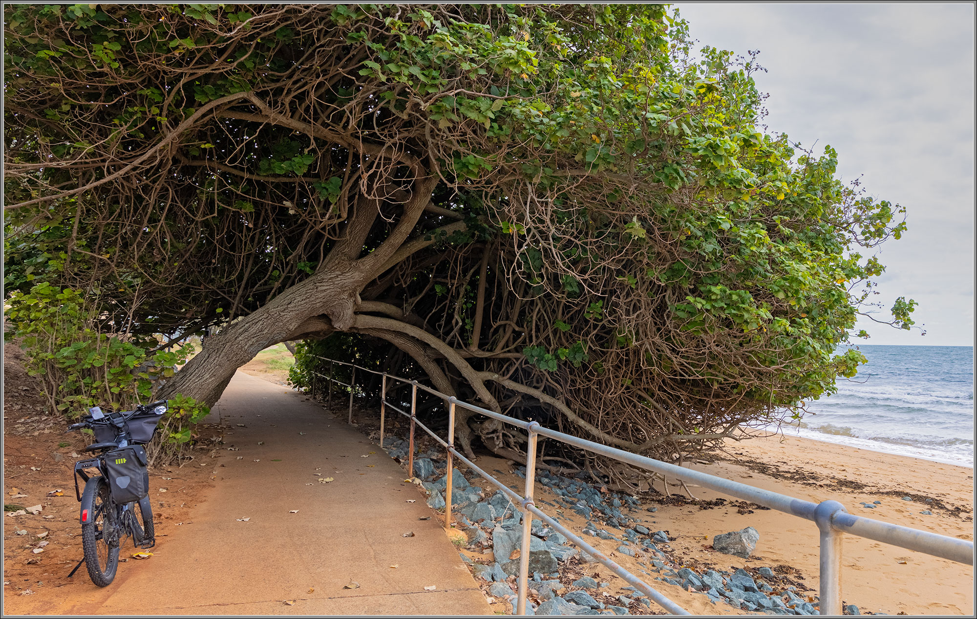 The Falling Tree, Redcliffe