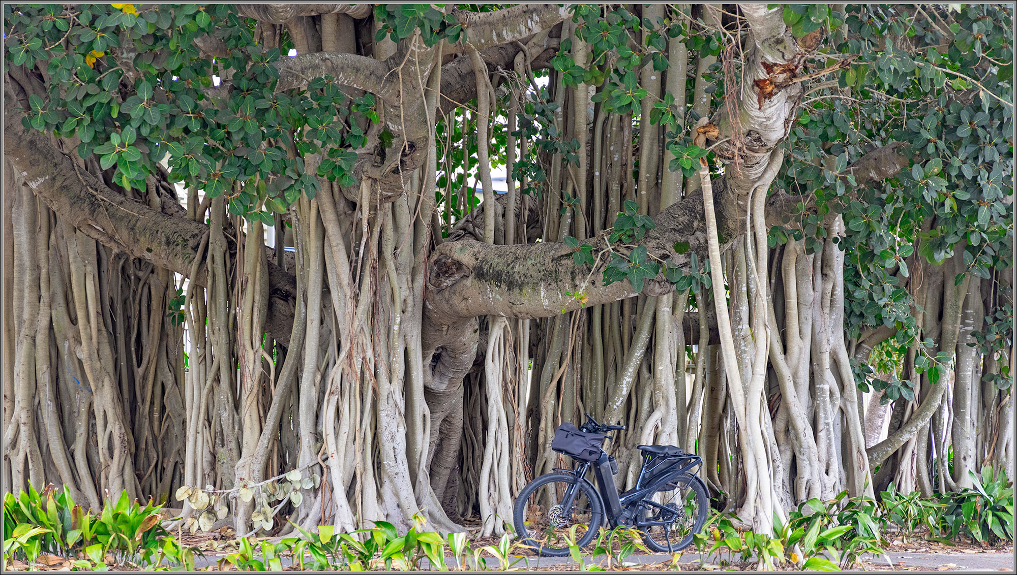 Moreton Bay Fig – Shorncliffe, Moreton Bay