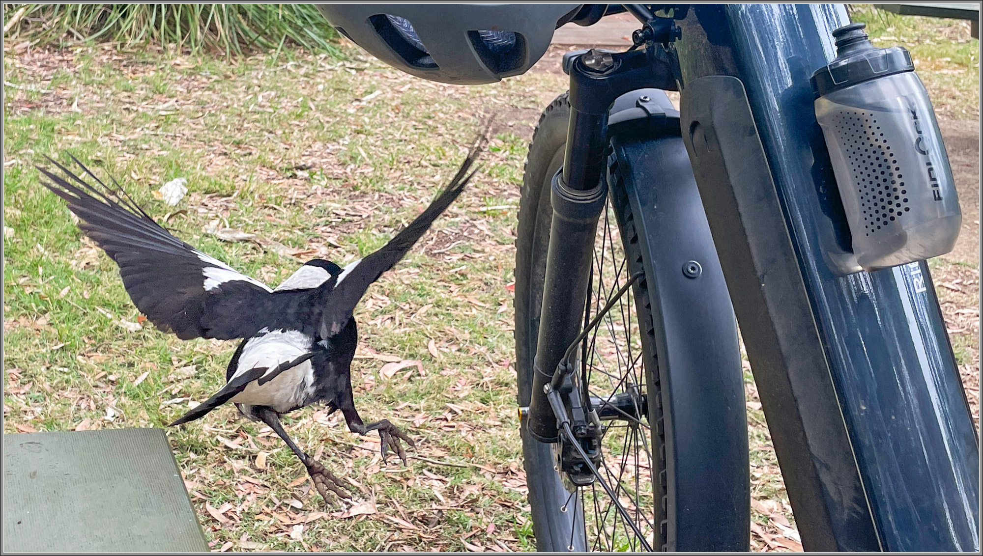 Australian Magpie