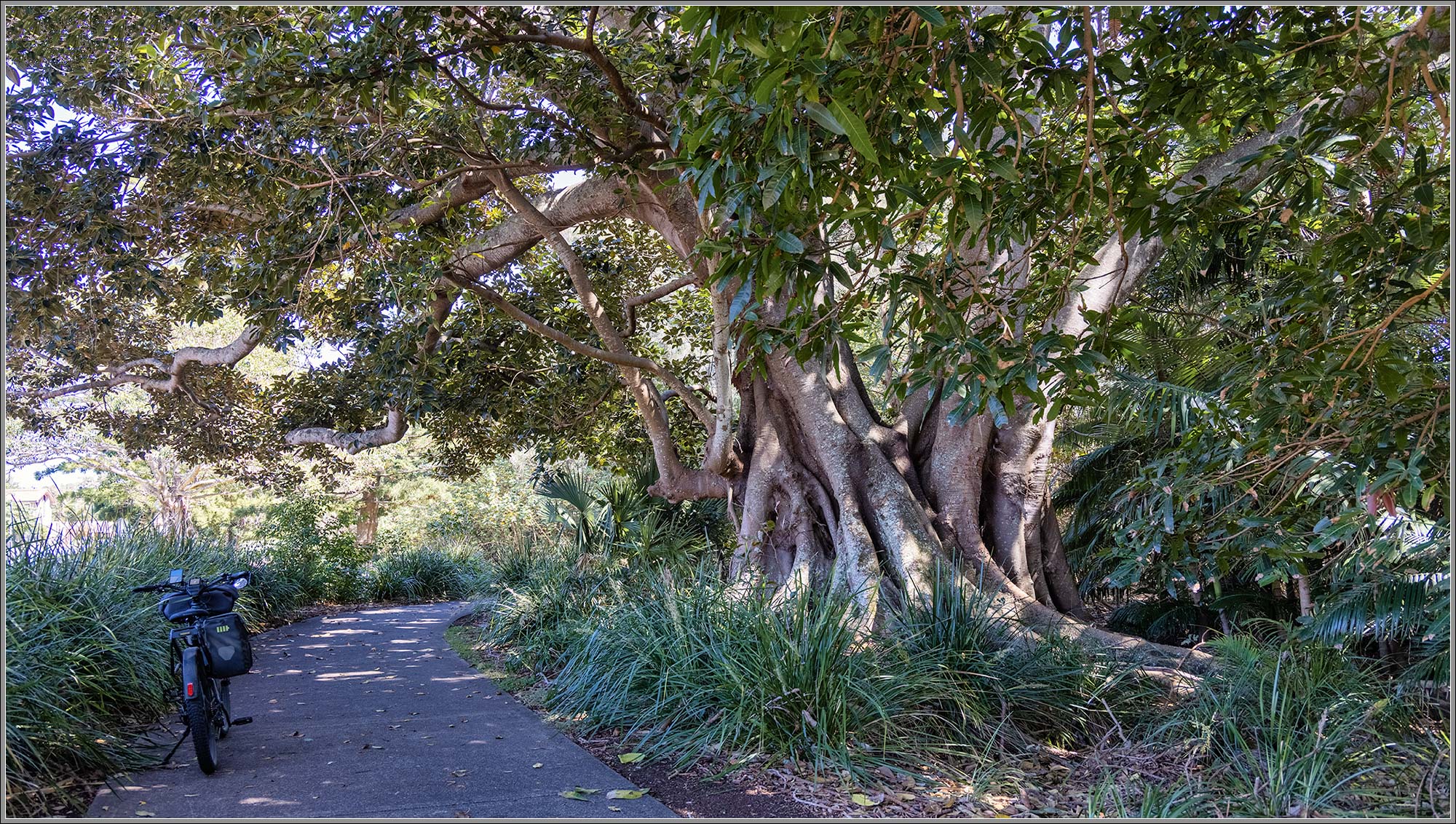 MBC: Goleby Esplanade, Cleveland