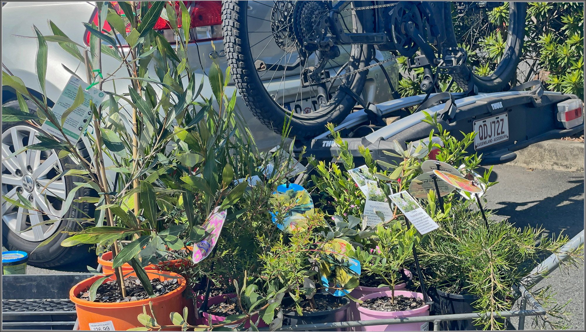 Loading up at Nielsen's Native Plant Nursery