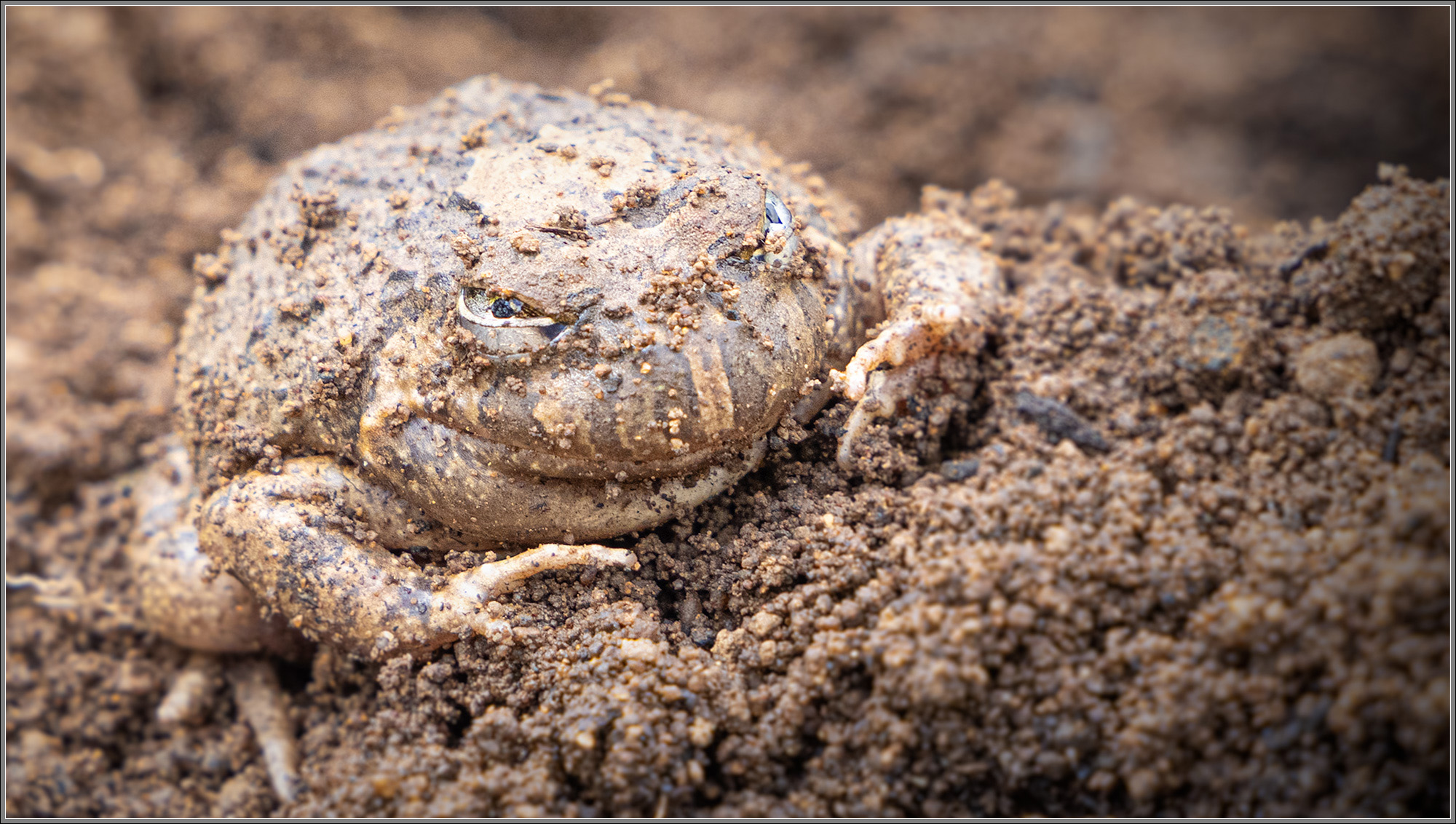 Ornate Burrowing Frog