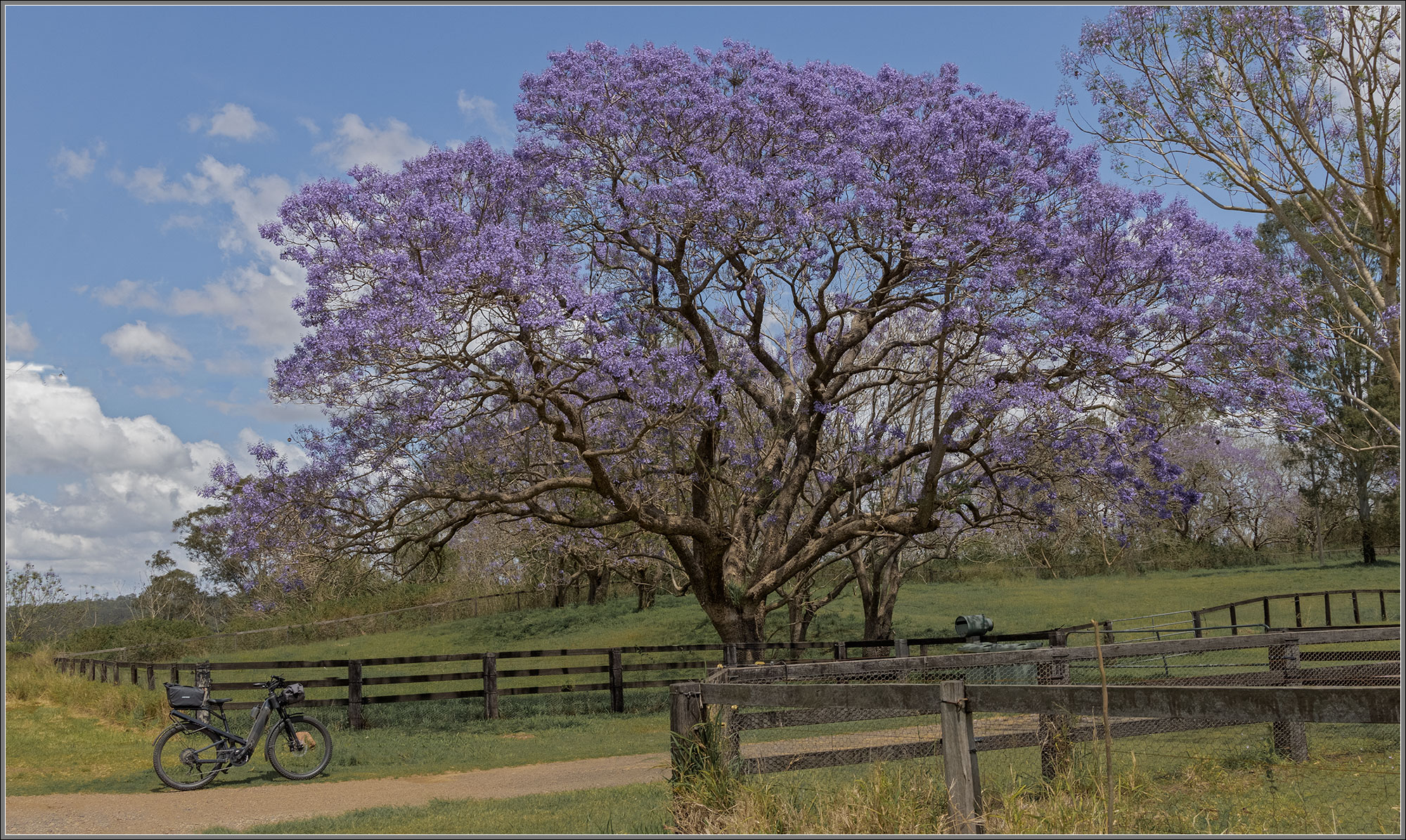 Jacaranda : Borallon, Queensland