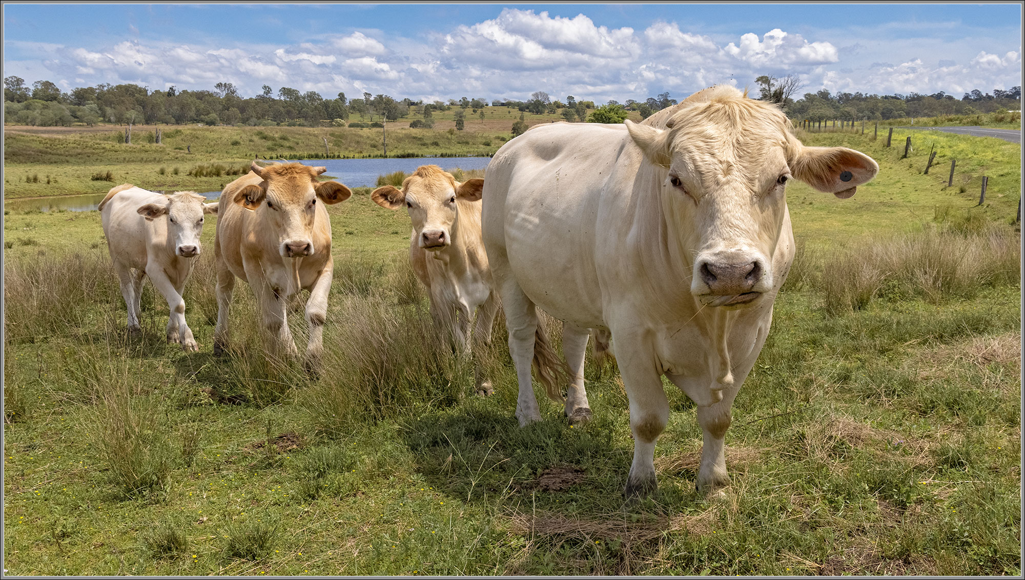 Borallon Cattle Farm, SE Queensland