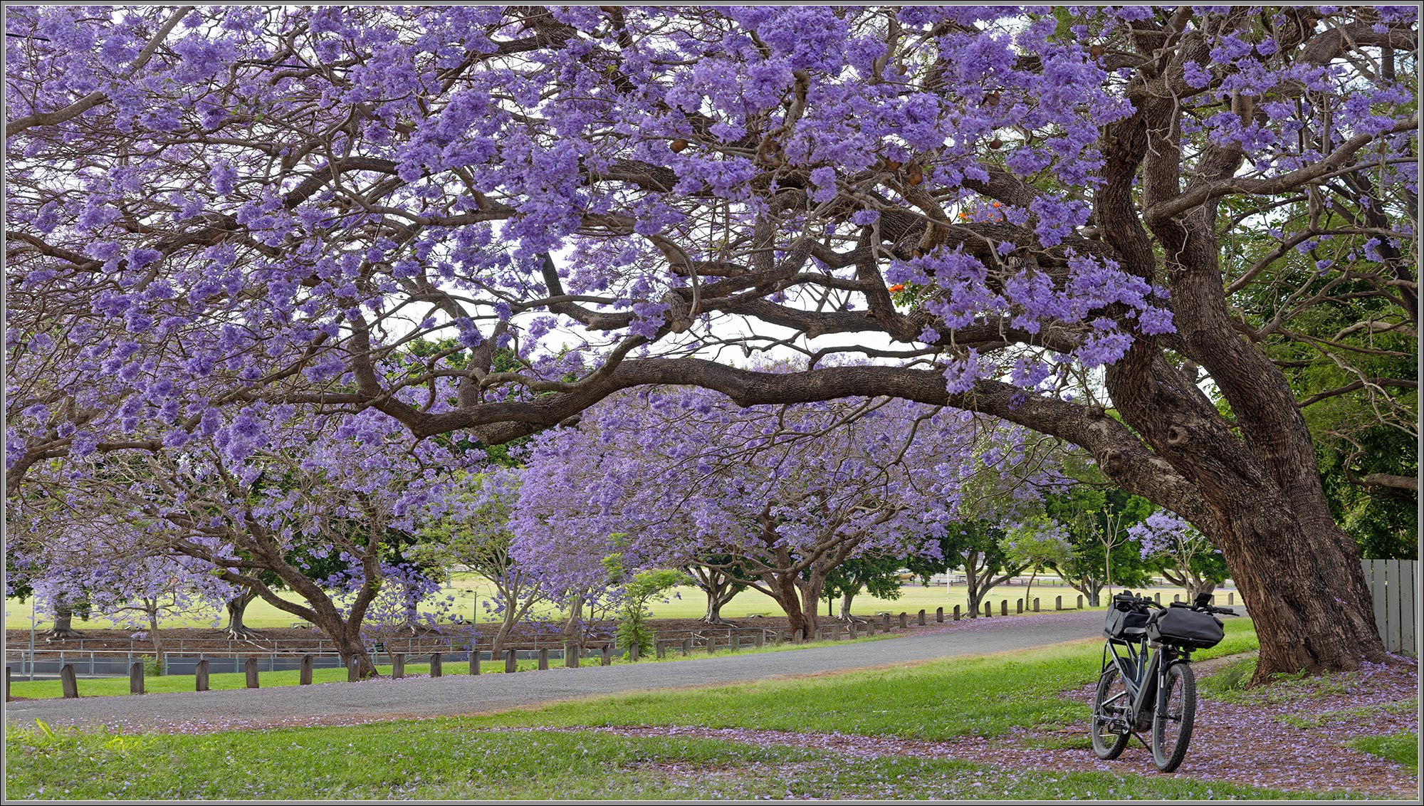 Jacarandas in Goodna, Ipswich, Queensland