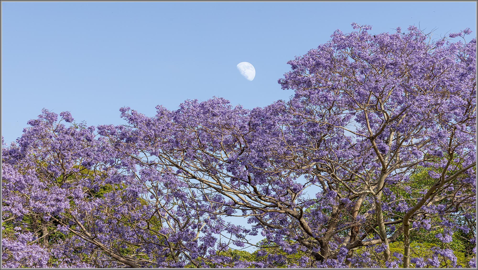 Jacaranda : Yeronga, Brisbane