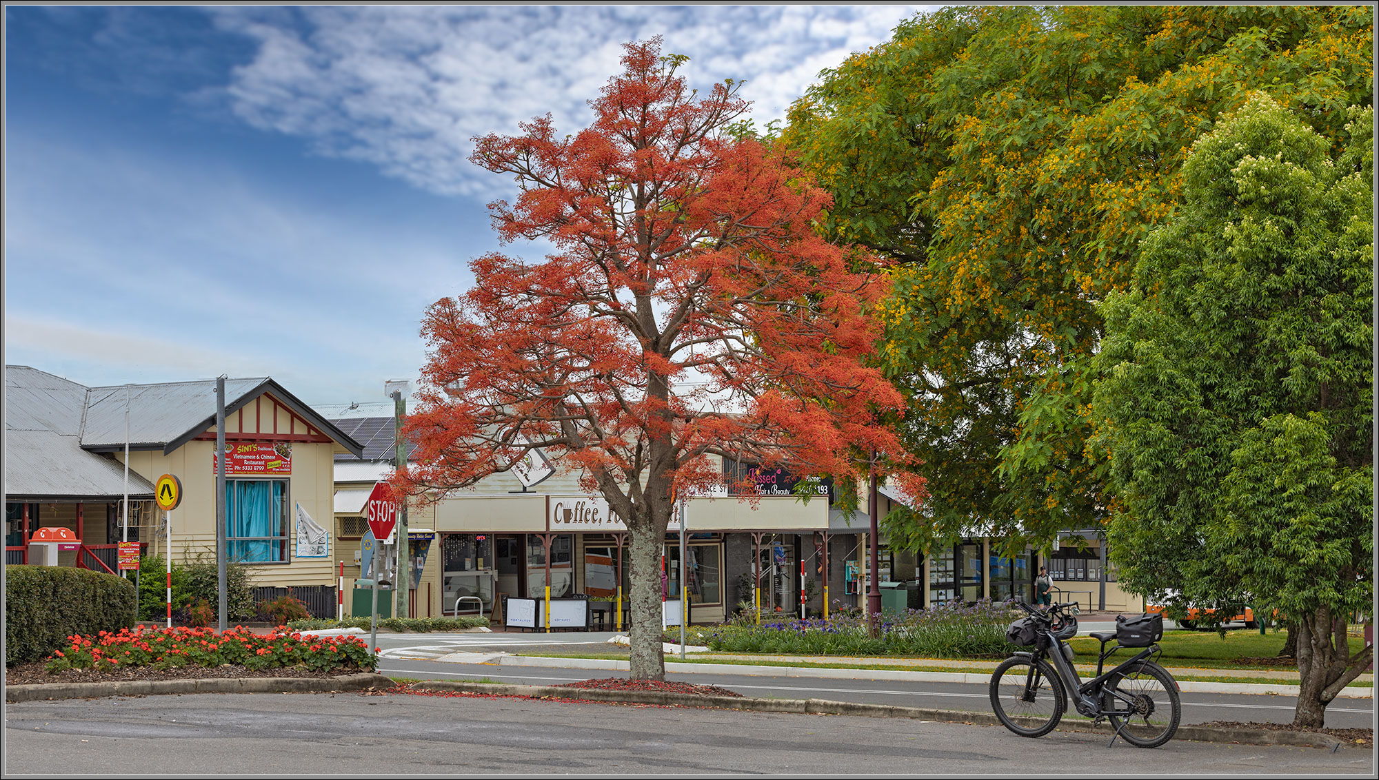 Illawarra Flame Tree, Lowood, SE Queensland