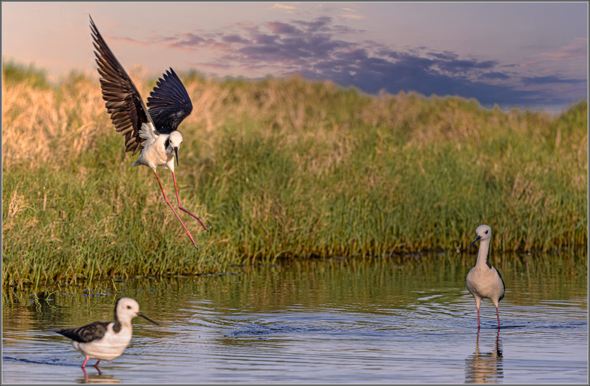 Pied Stilts, Kedron Brook Wetlands