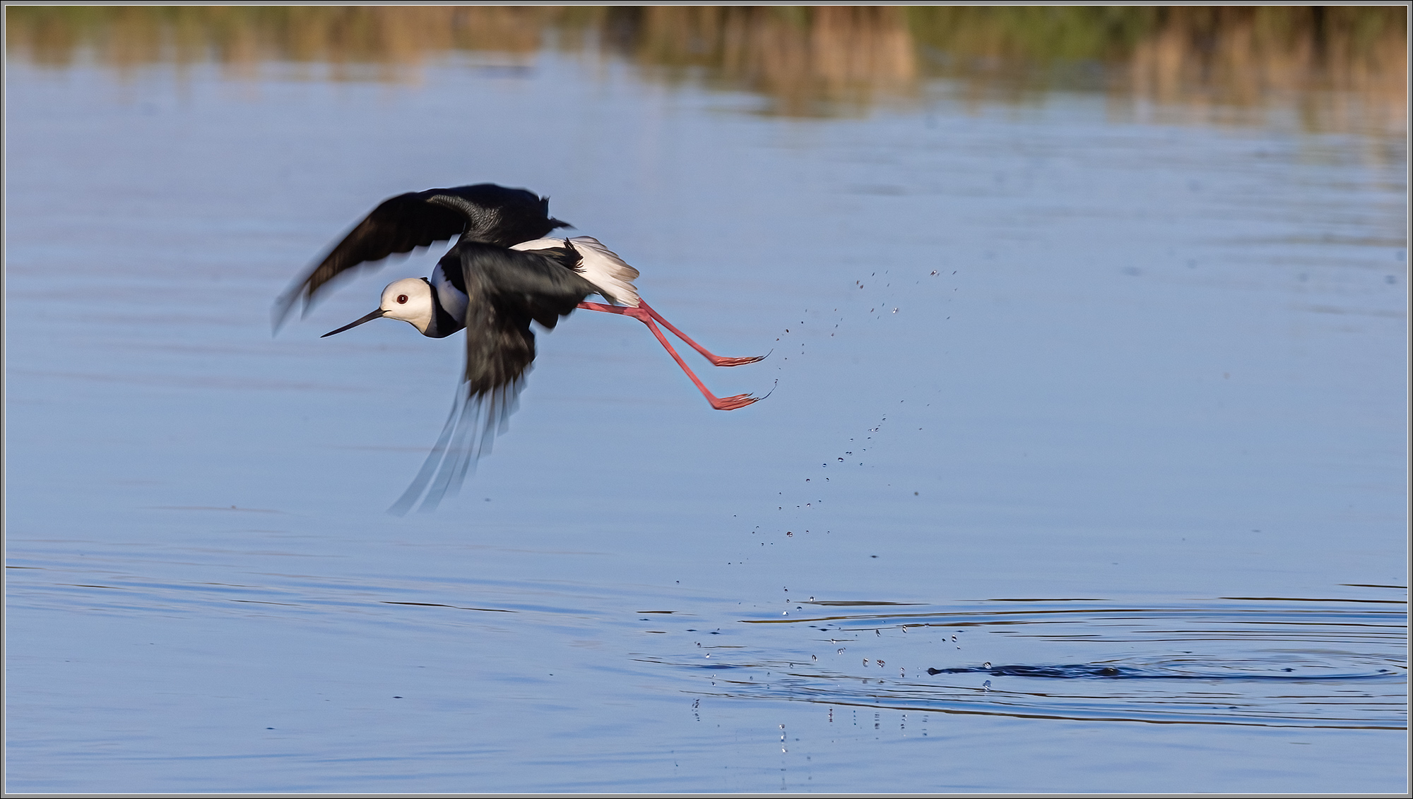 Pied Stilt