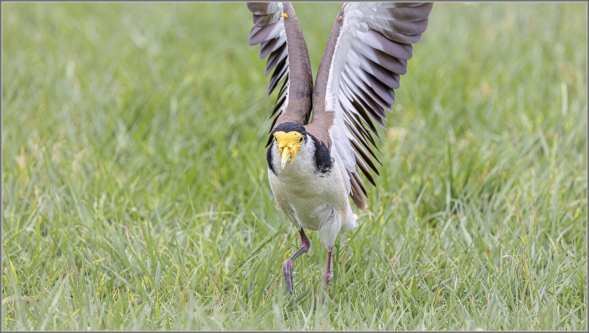 Black-shouldered Masked Lapwing