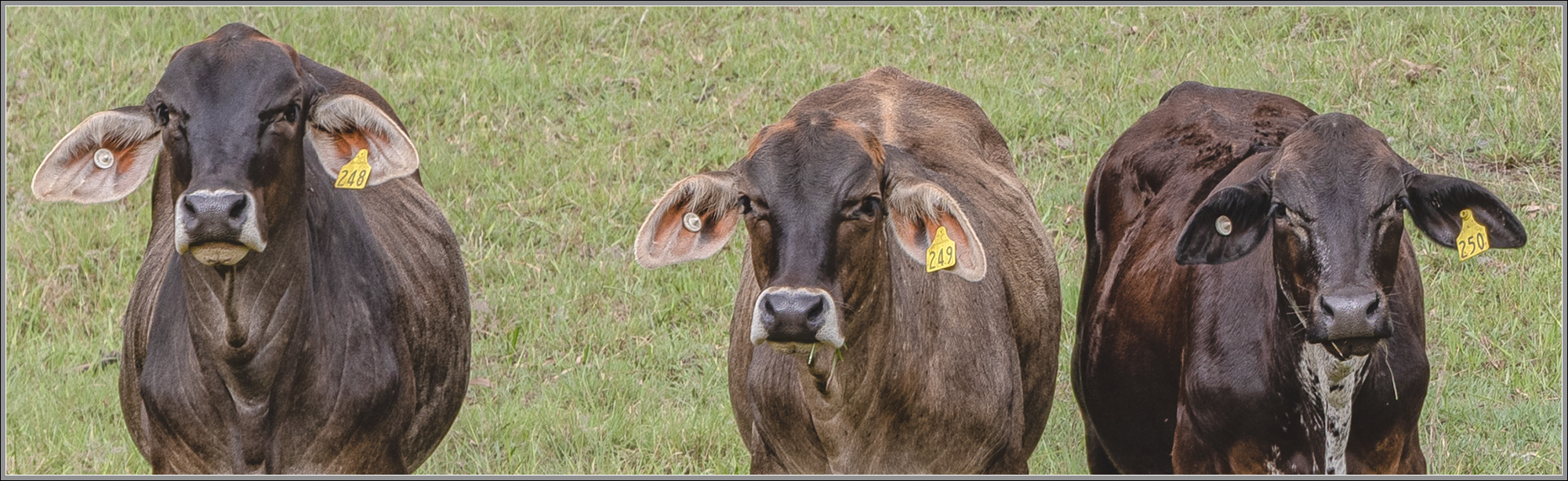 3 Young Brahmans