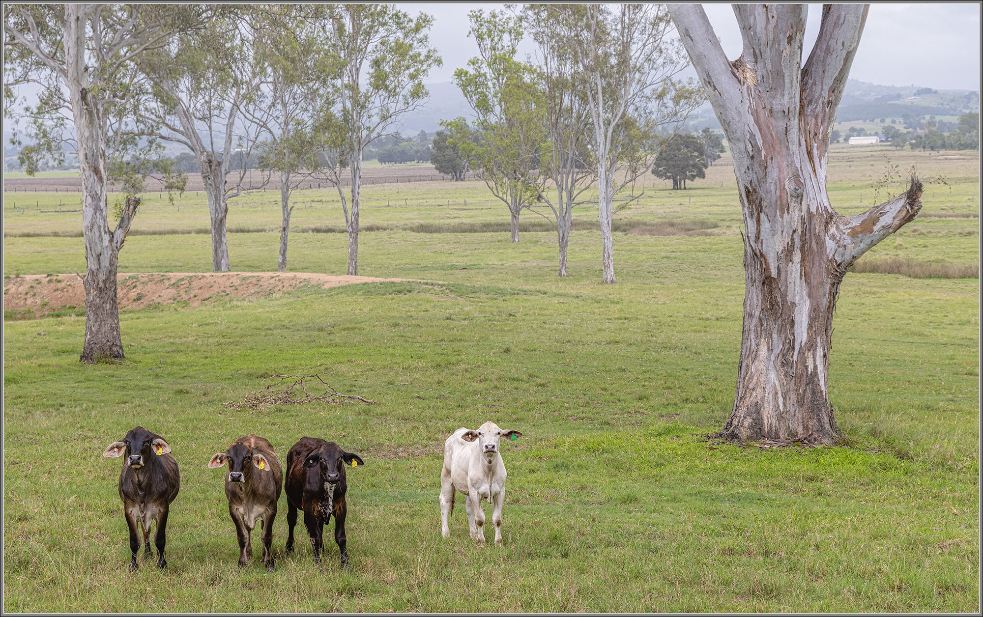 Cattle : Fairney View, Queensland