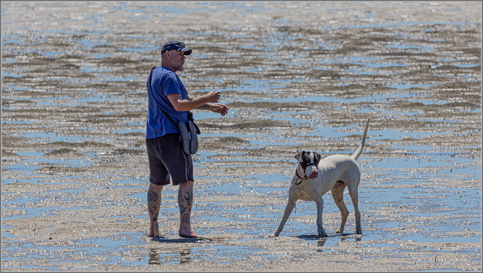 Great Dane : Deception Bay, SE Queensland