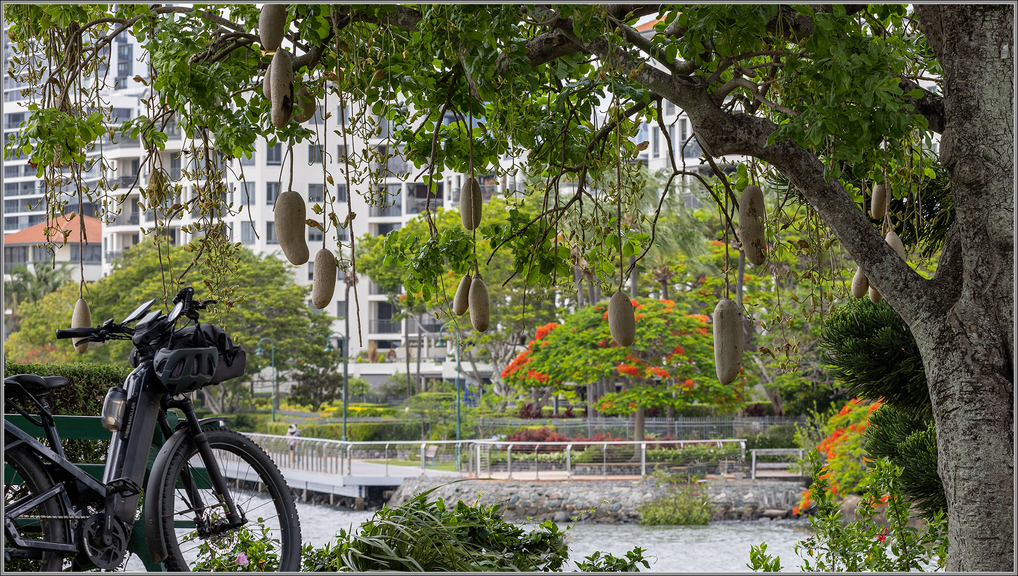 African Sausage Tree : Newstead, Brisbane