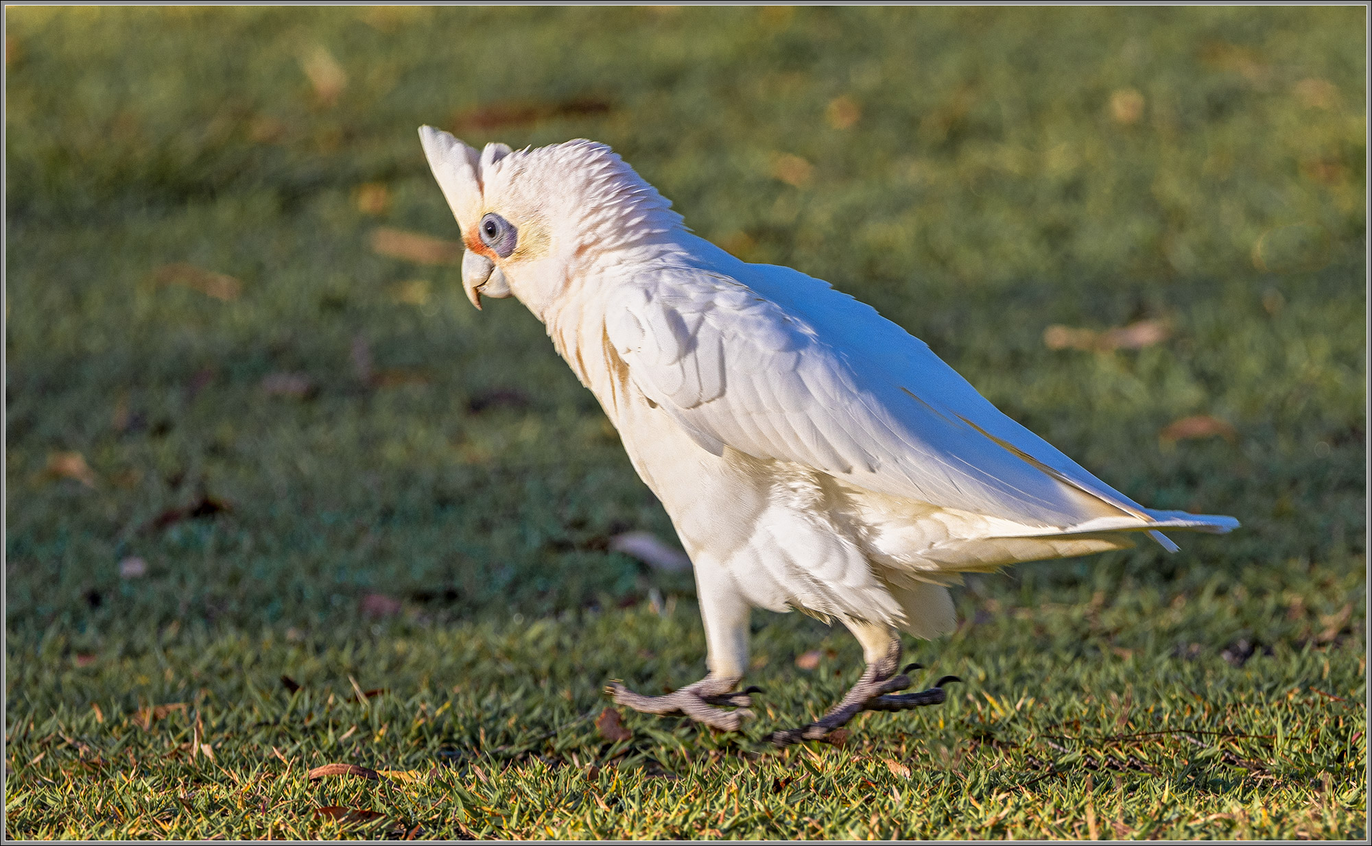 2021-11-20-054820-little-corella.jpg