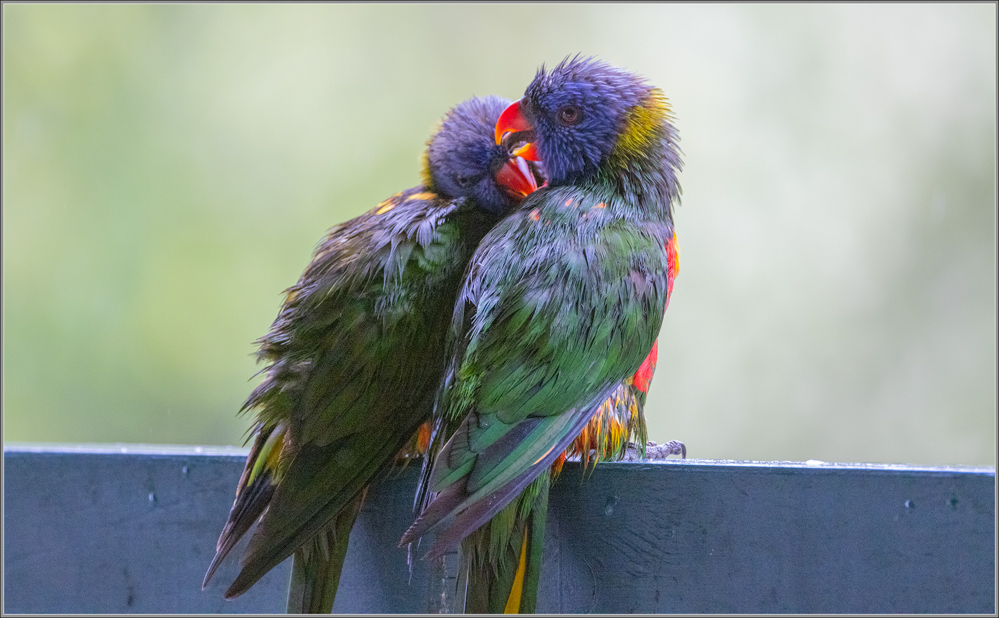 Rainbow Lorikeets