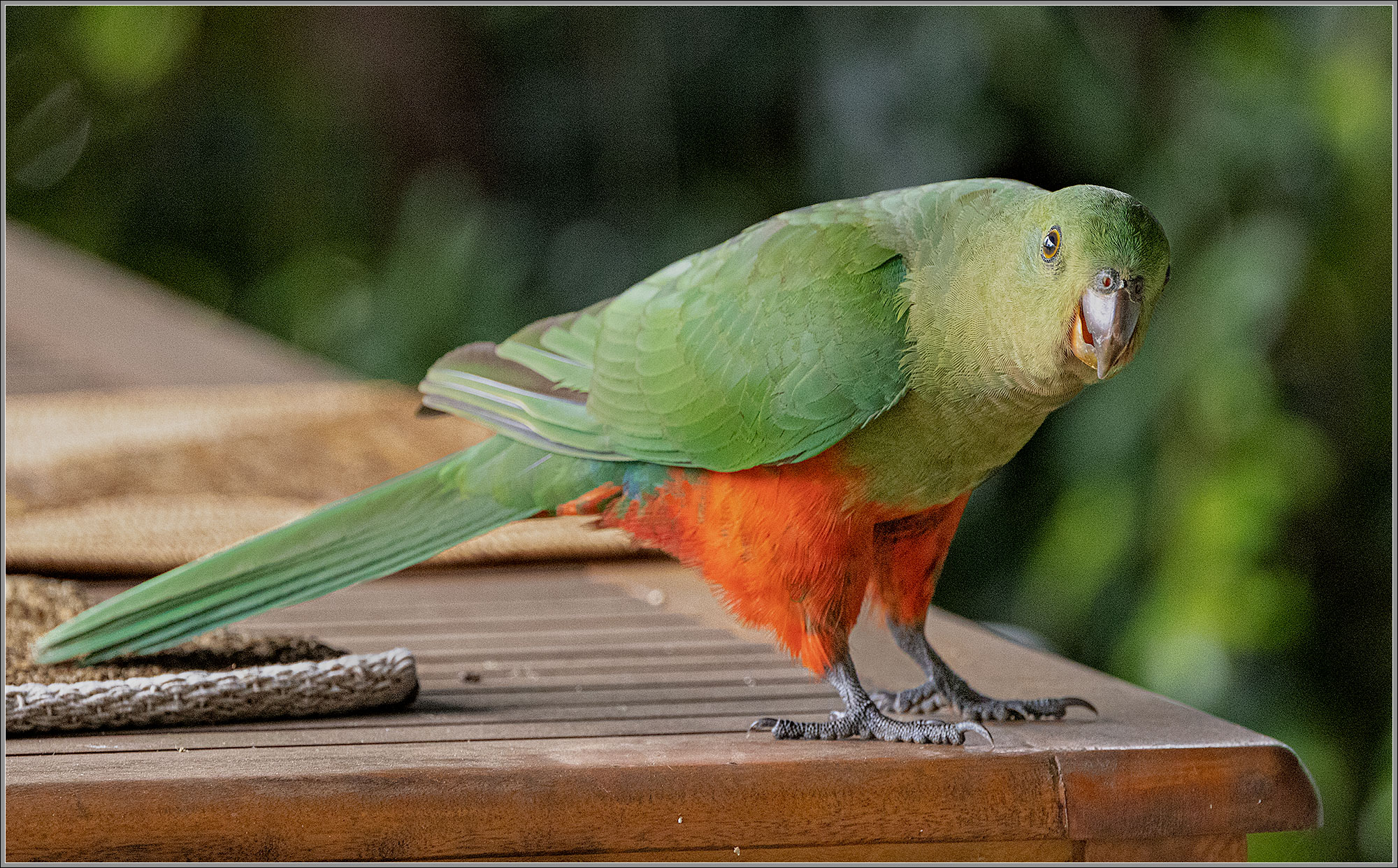 Australian King-Parrot (female)