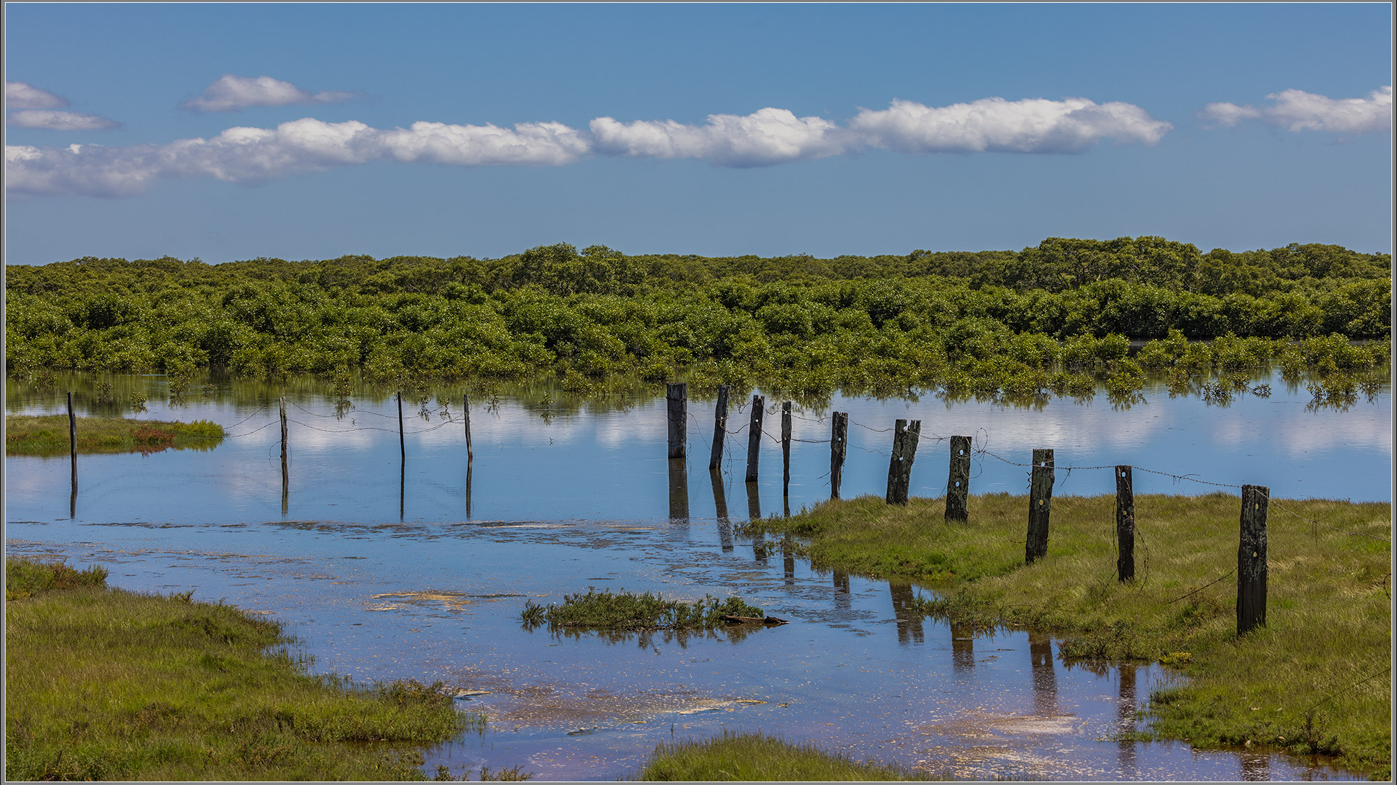 Mangroves – Rothwell, Redcliffe Peninsula