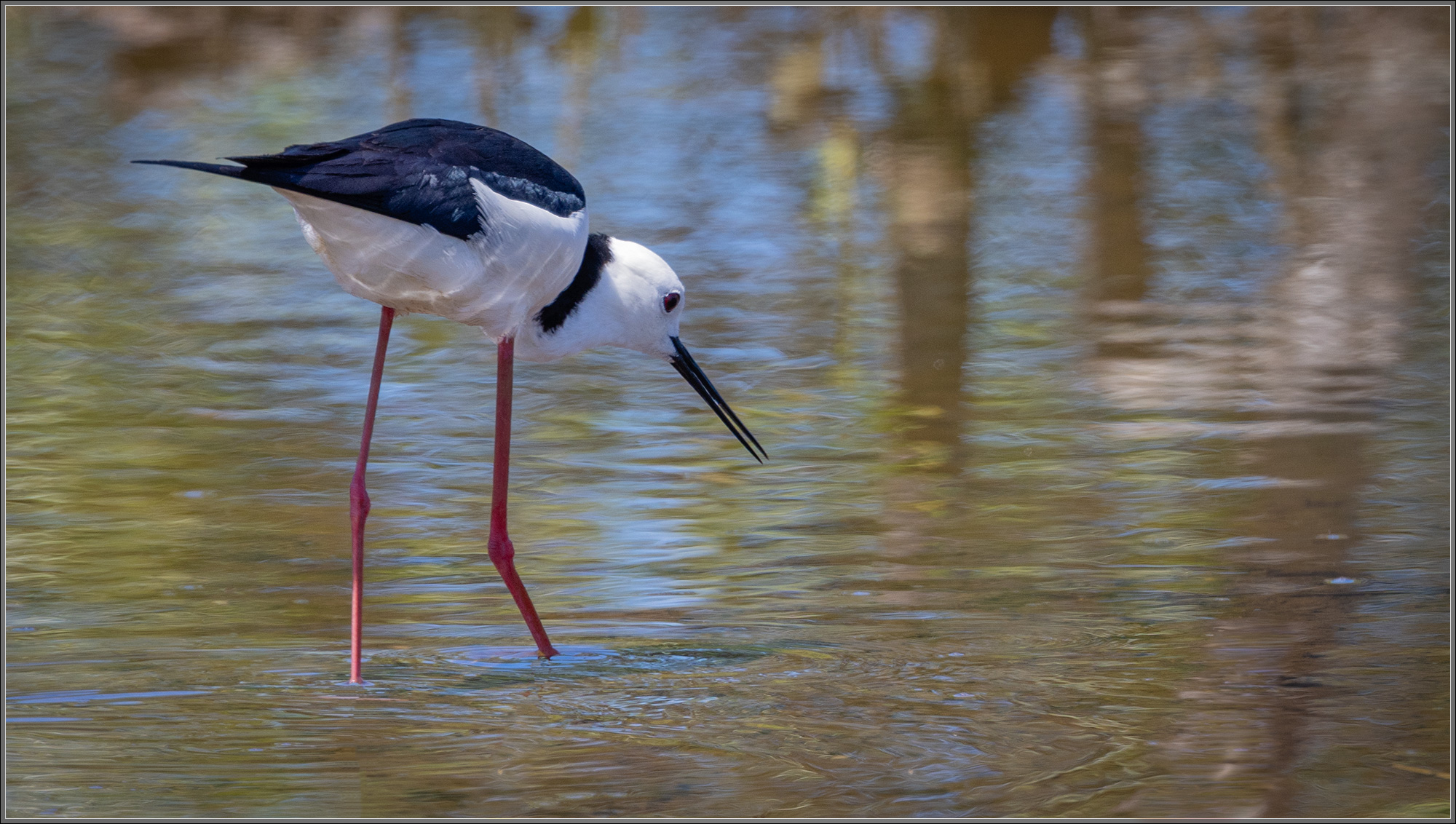 Pied Stilt – Kedron Brook Wetlands