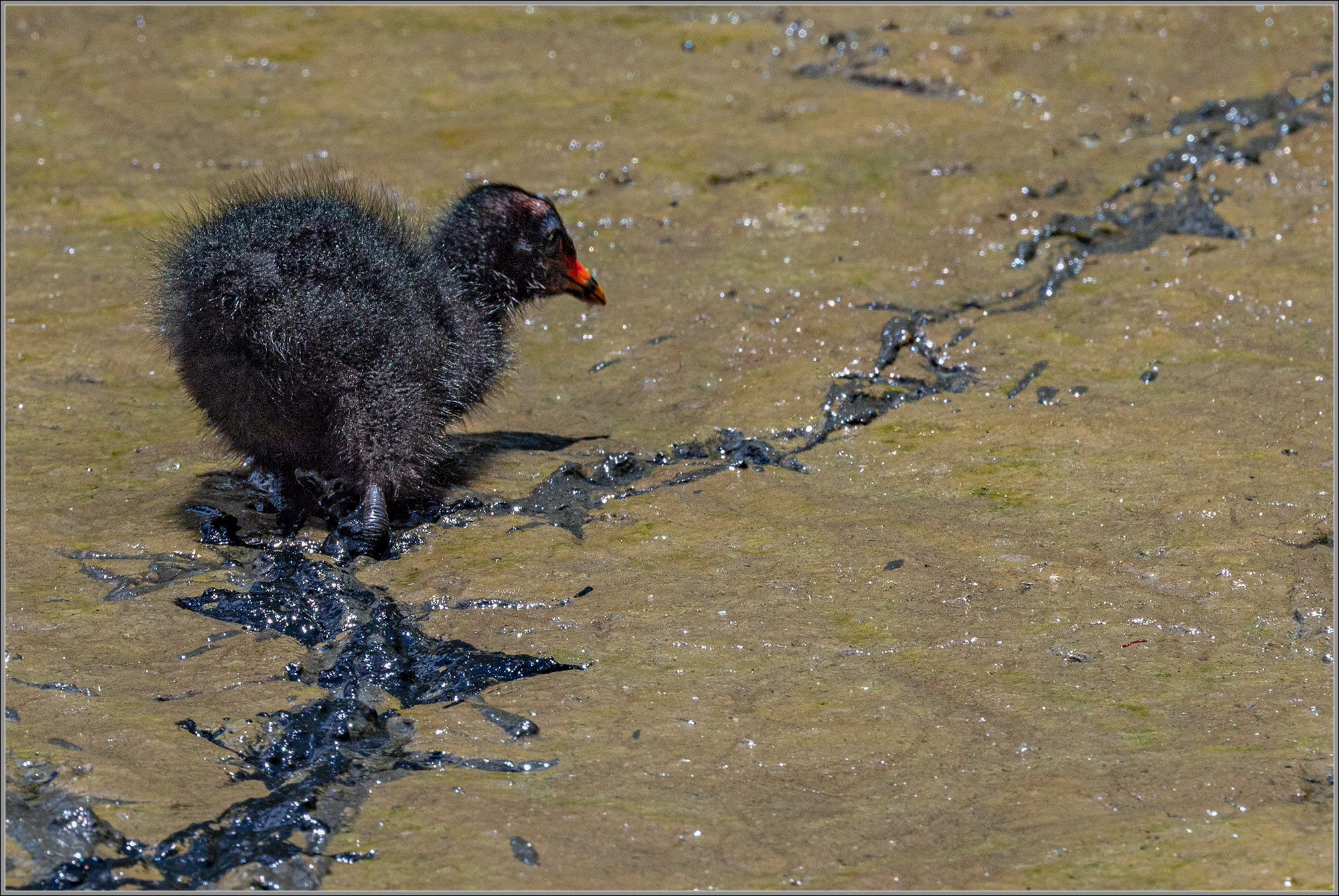 Australasian Swamphen