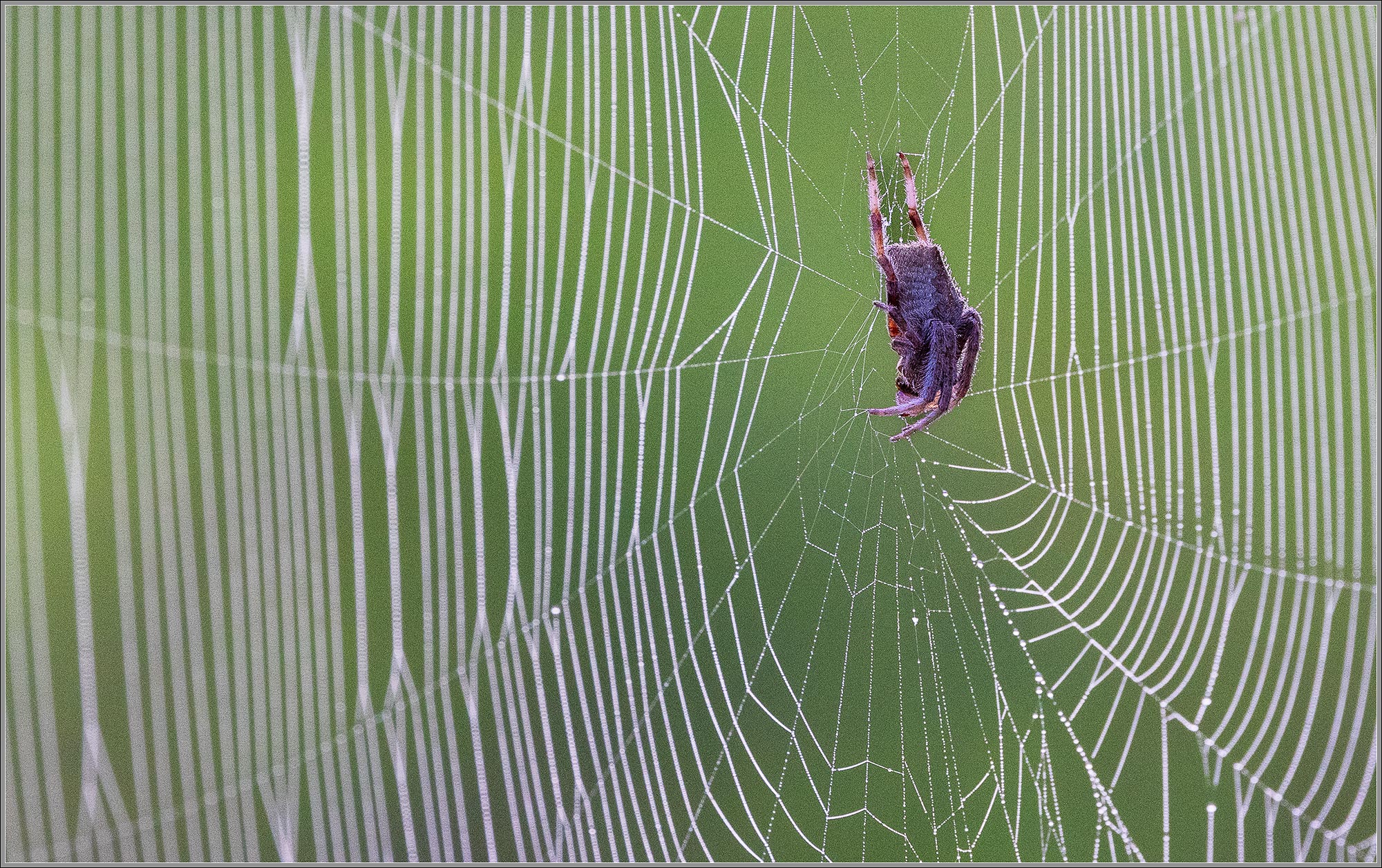 Spider near Fernvale, QLD