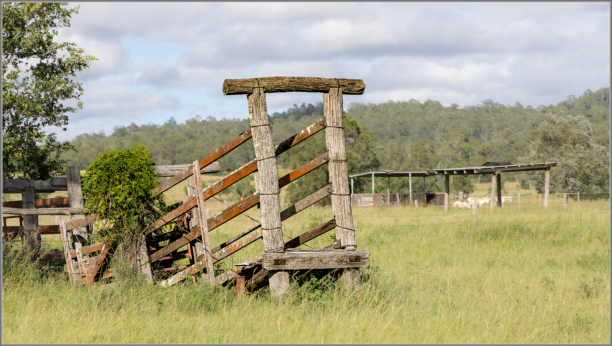 Cattle Ramp : Thagoona, Queensland