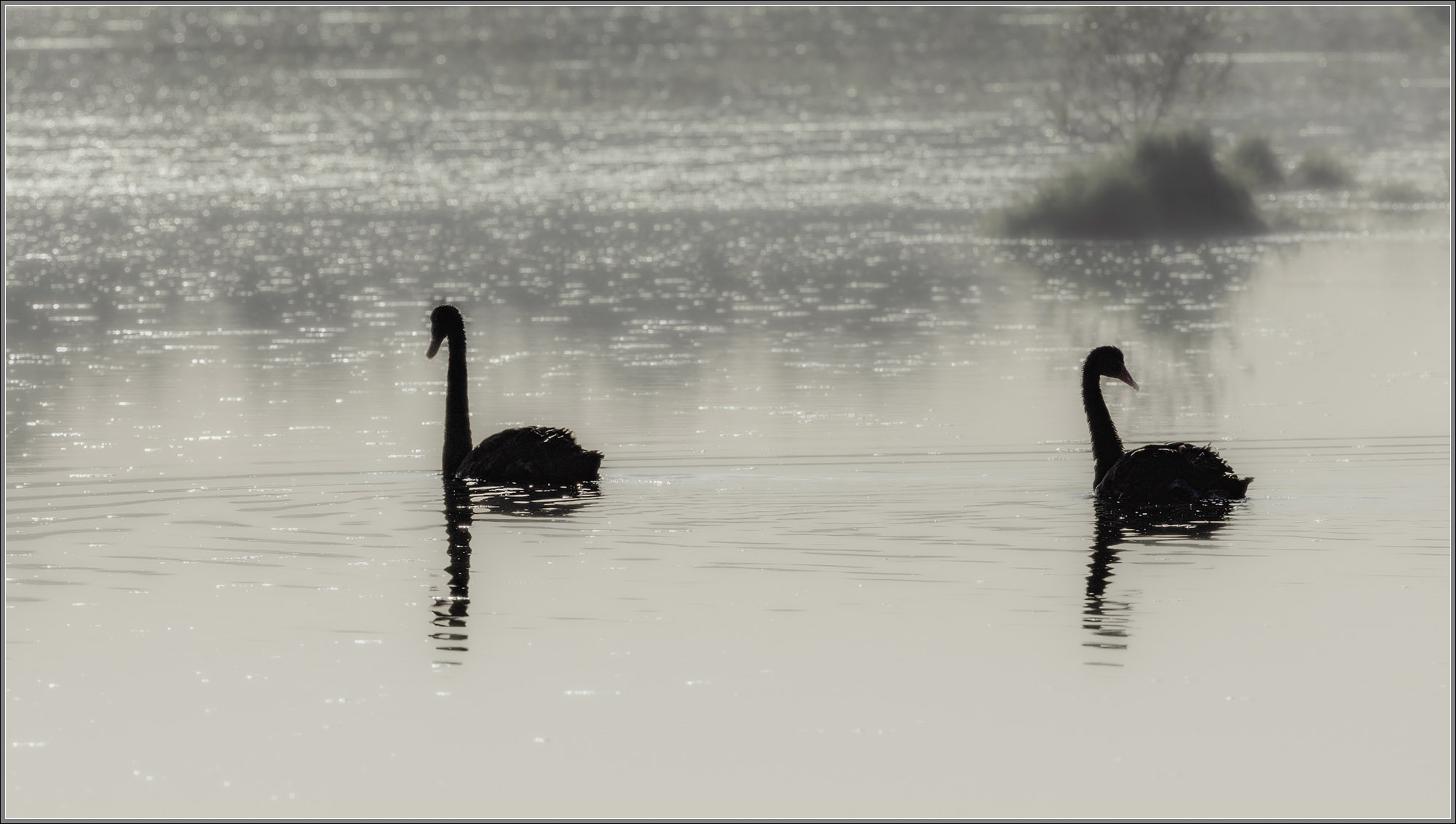 Black Swans : Kedron Brook Wetlands