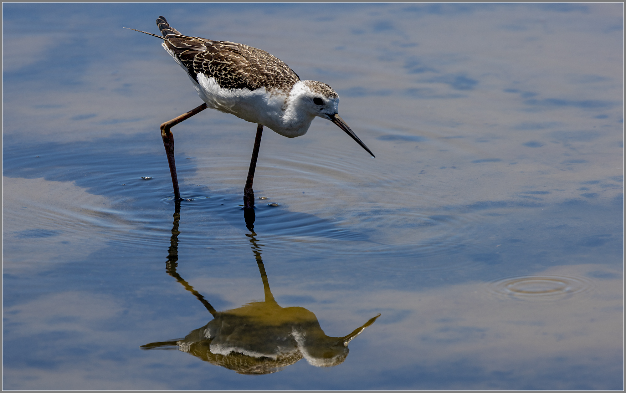 Juvenile Pied Stilt : Nudgee Wetlands