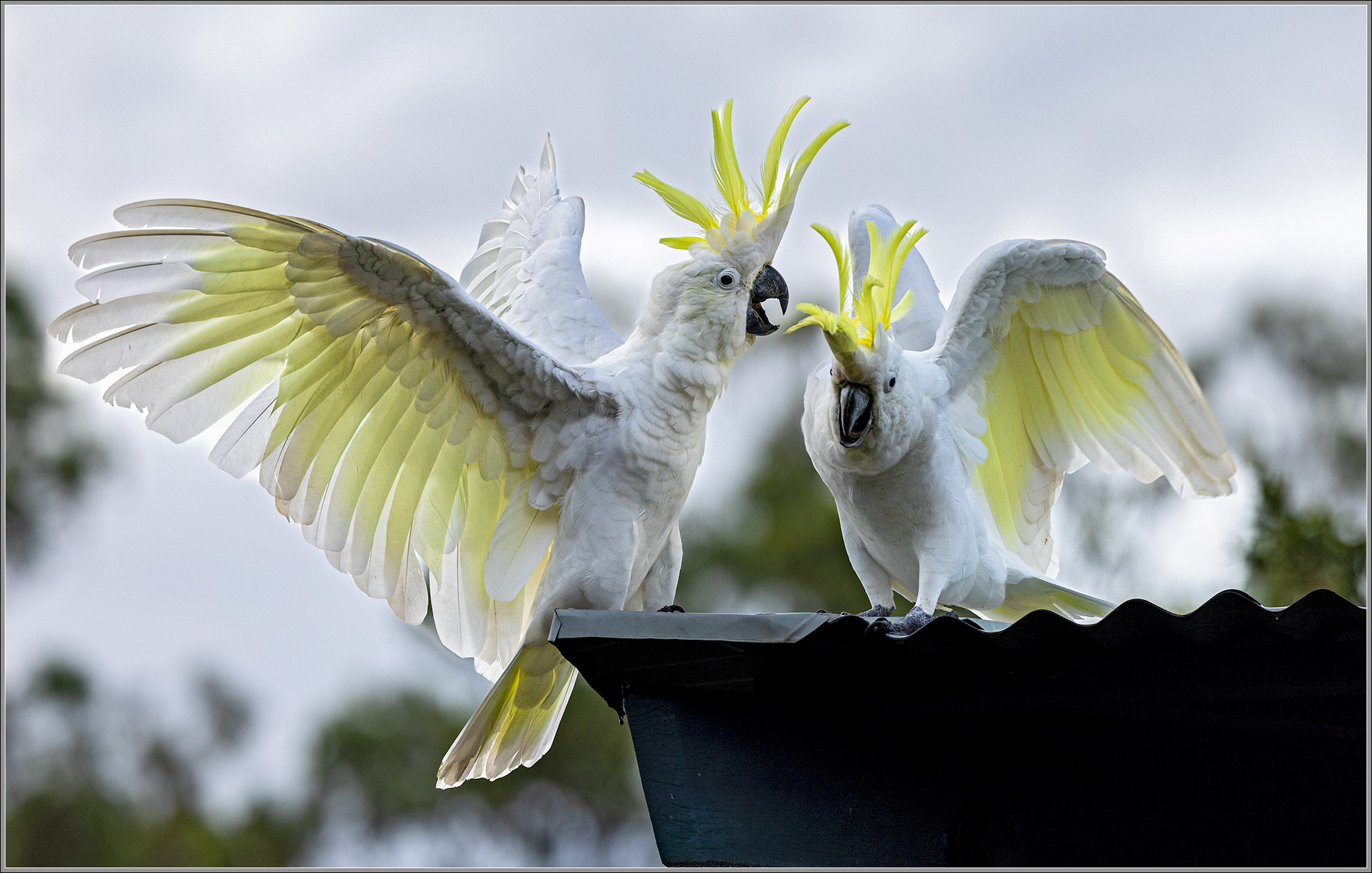 Sulphur-crested Cockatoos
