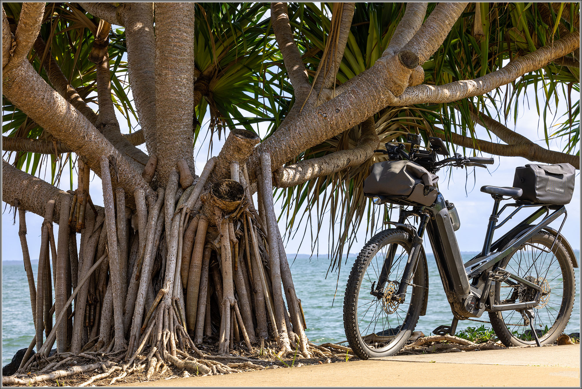 Pandanus beside the Moreton Bay Cycleway