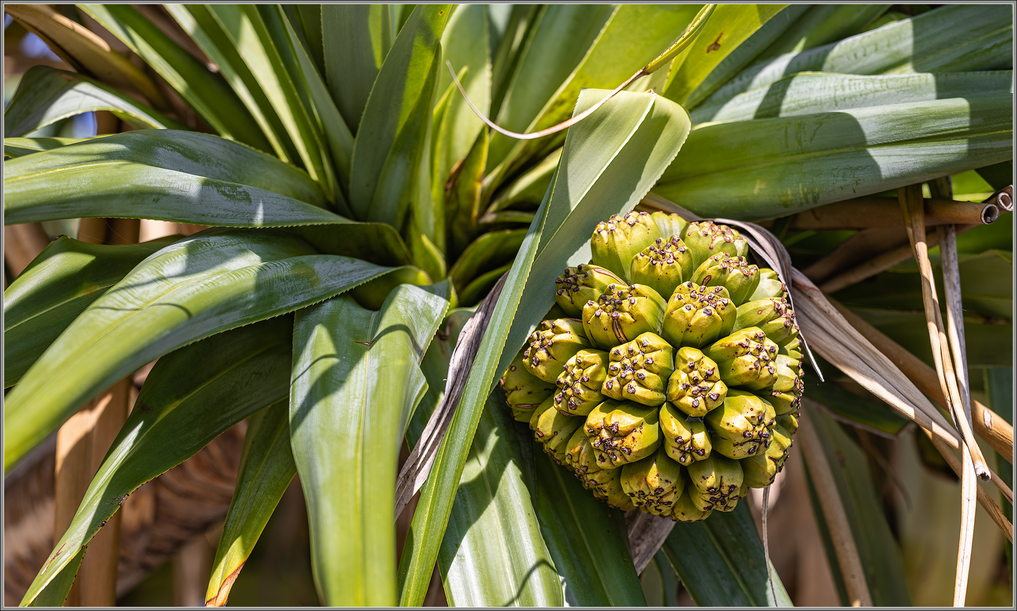 Pandanus Fruit