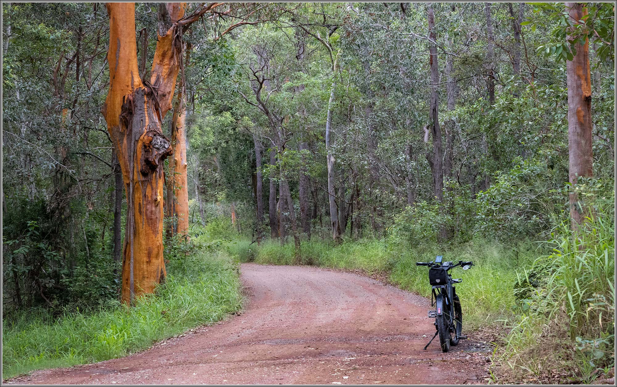Pine Mountain Bush Reserve : Ipswich, Queensland