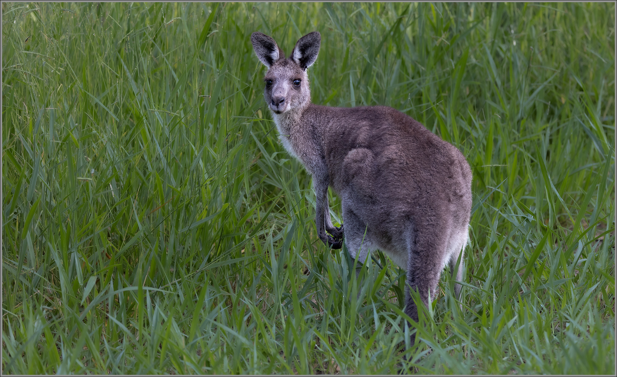Eastern Grey Kangaroo