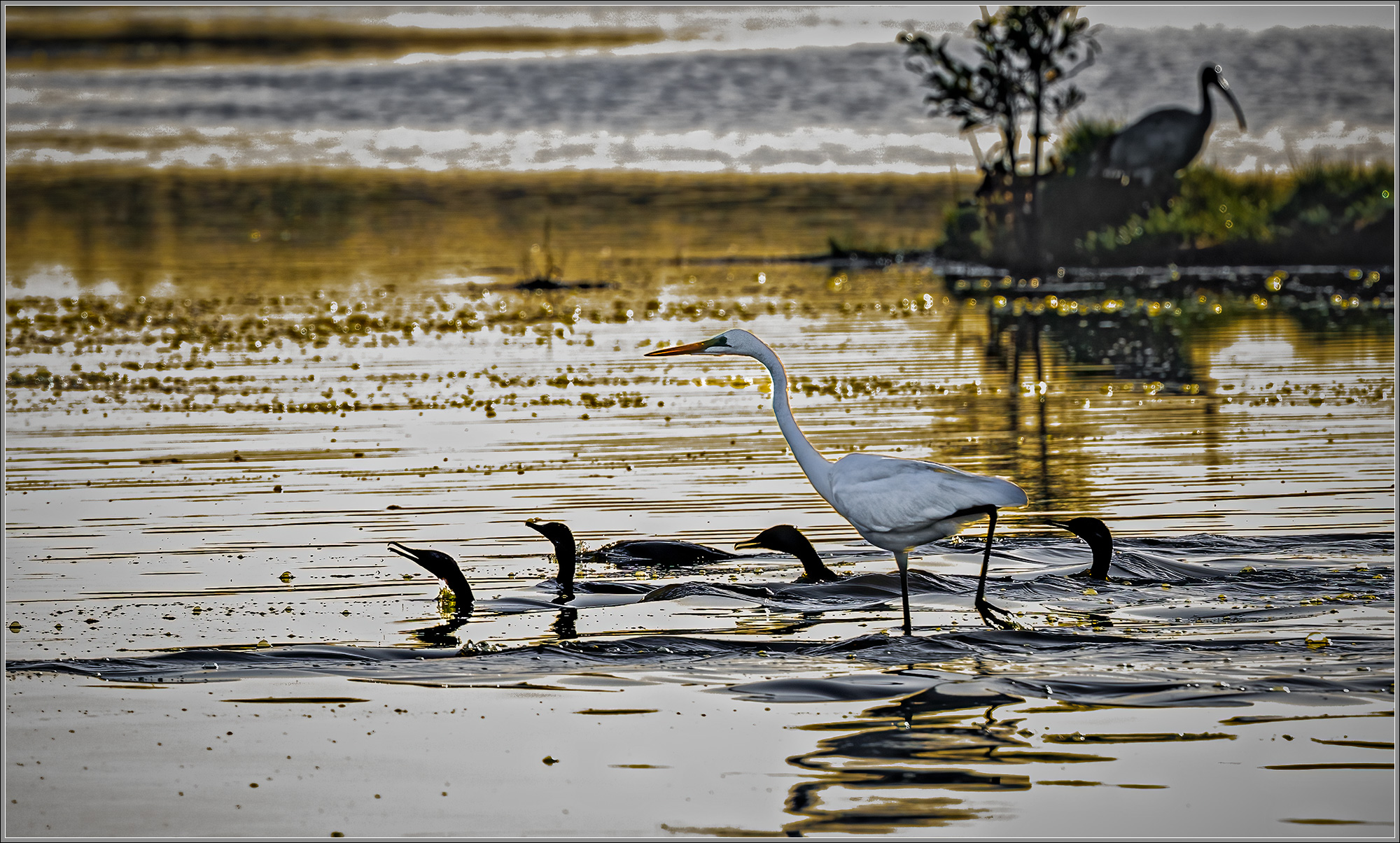 Great Egret and Little Black Cormorants