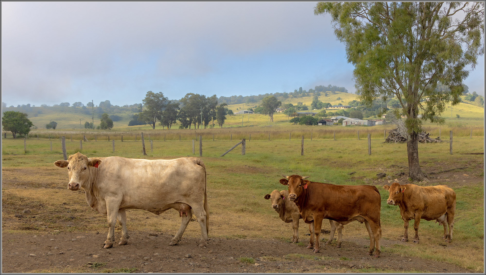 Dairy herd beside the Brisbane Valley Rail Trail