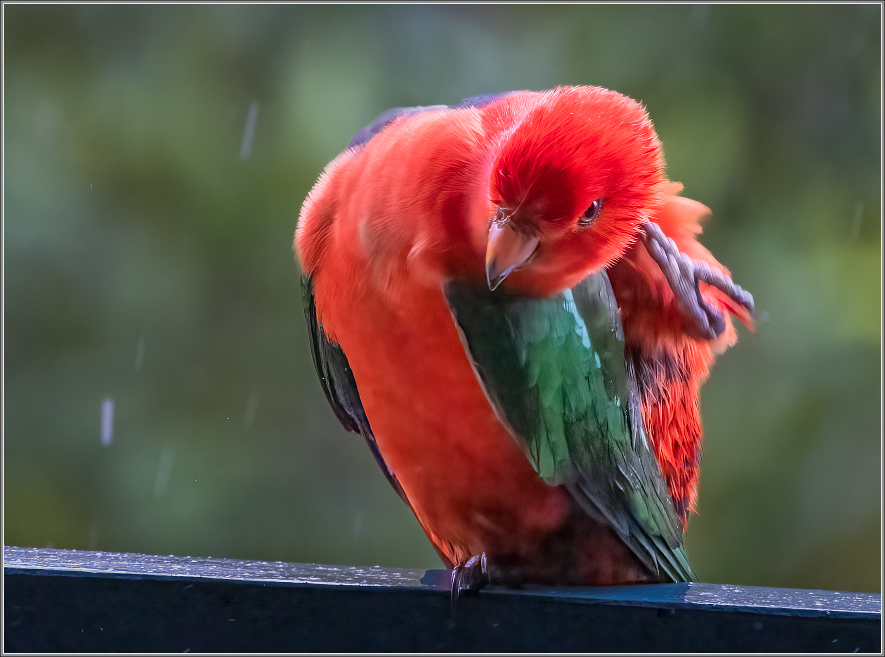 Australian King-Parrot