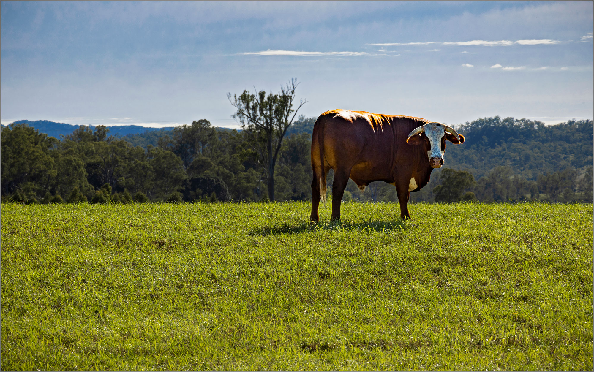 What a lot of bull!