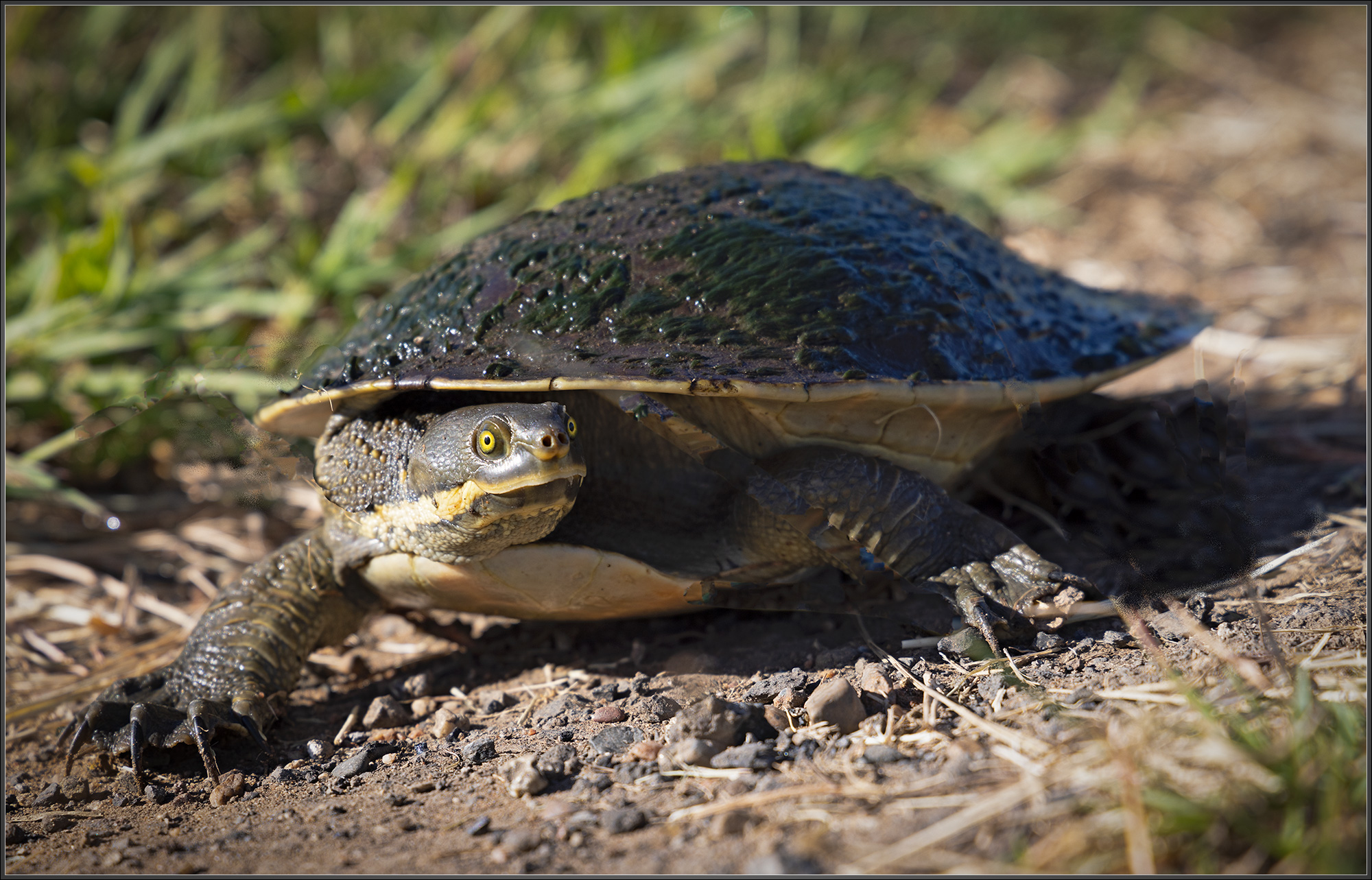 Long-necked Freshwater Turtle