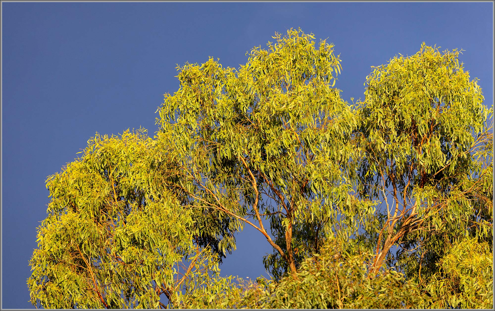 Eucalypt