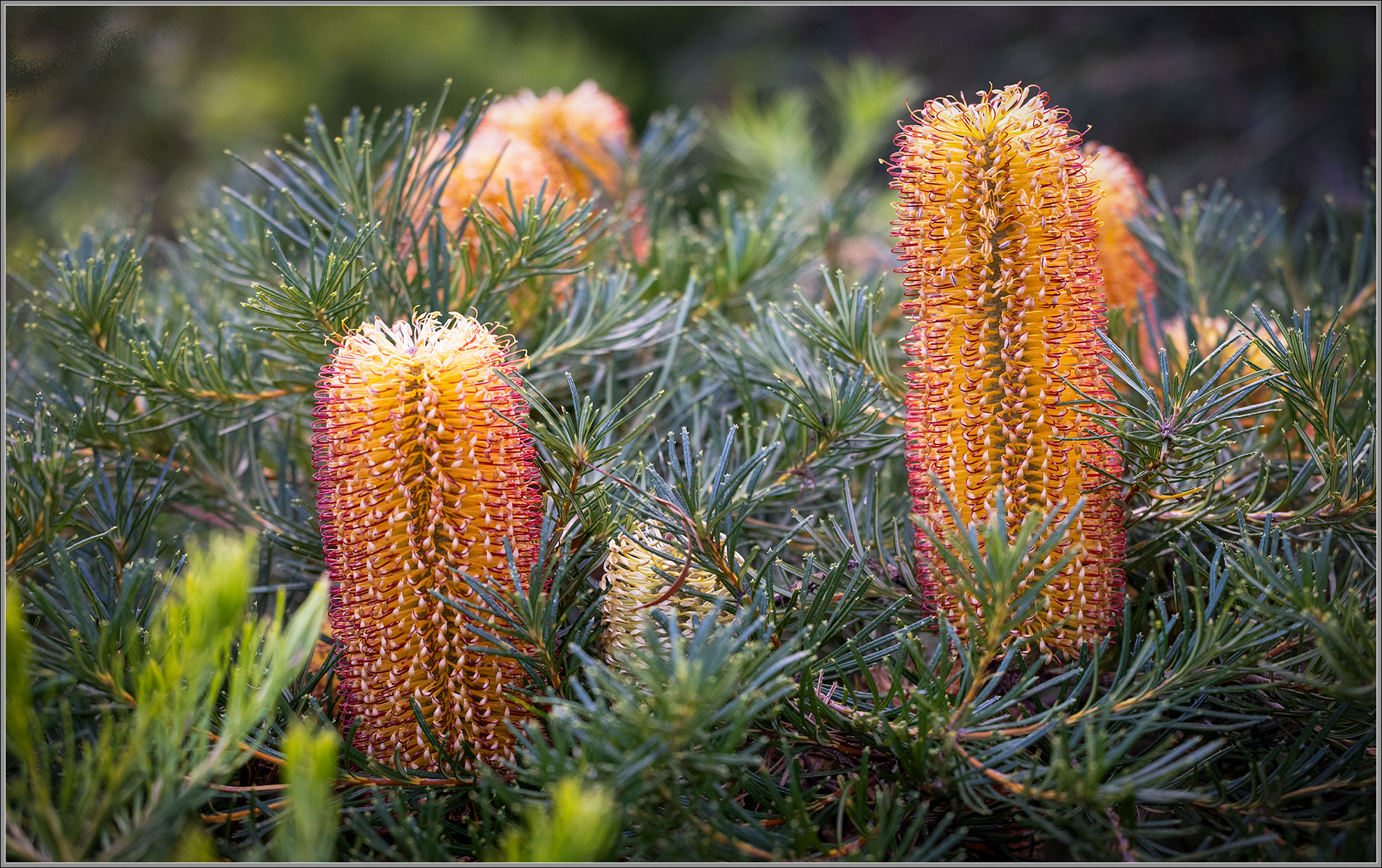 Banksia