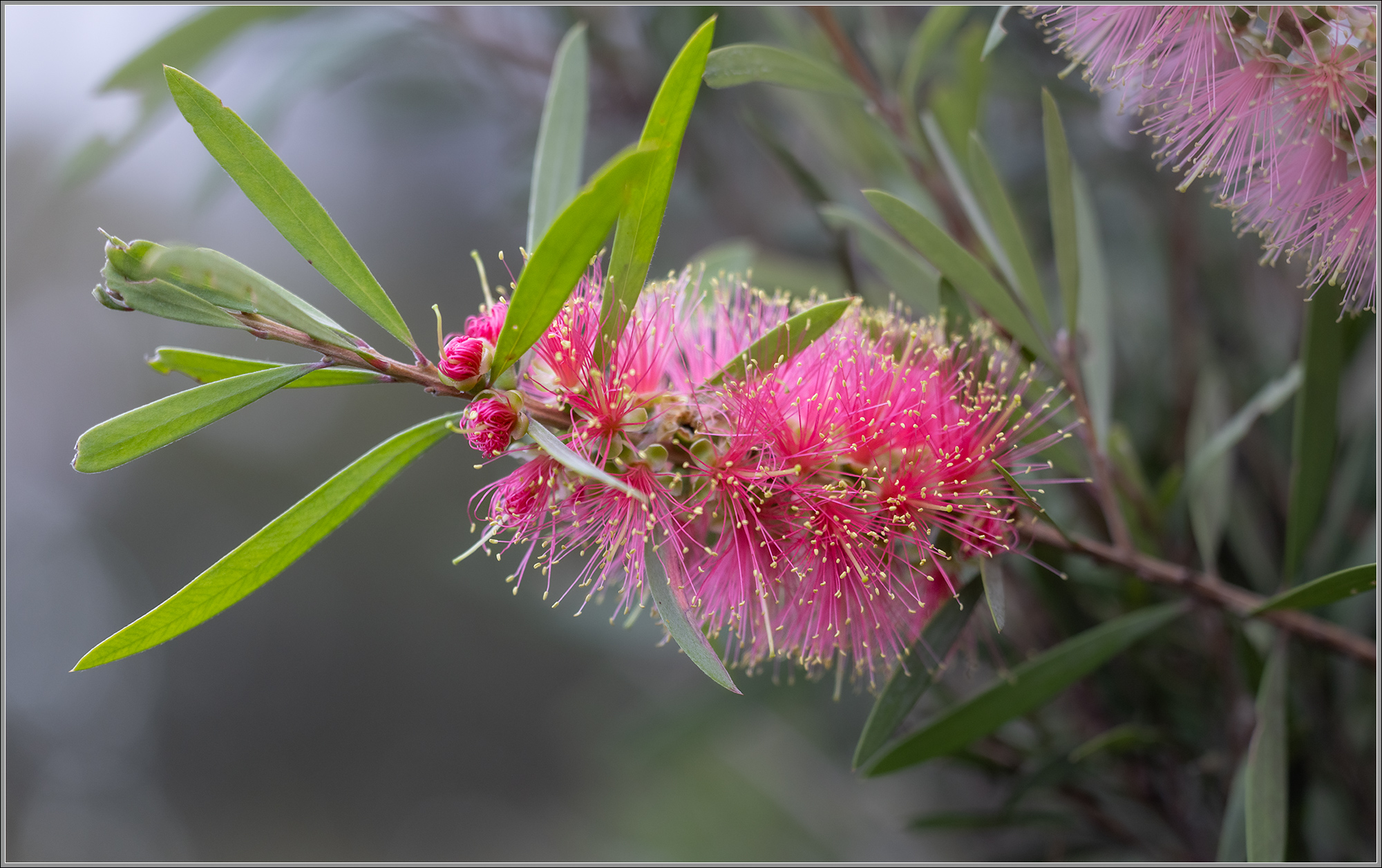 Callistemon