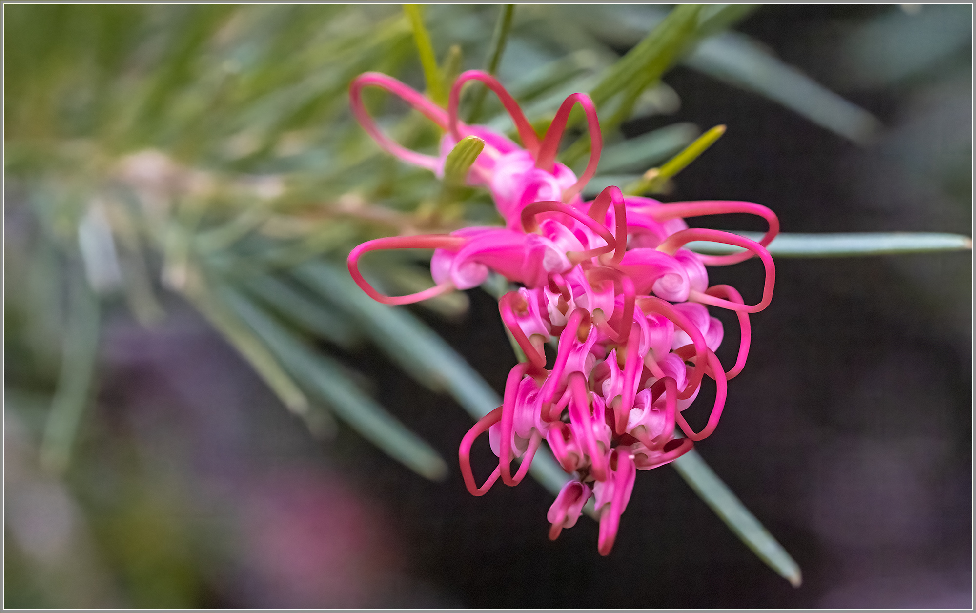 Grevillea