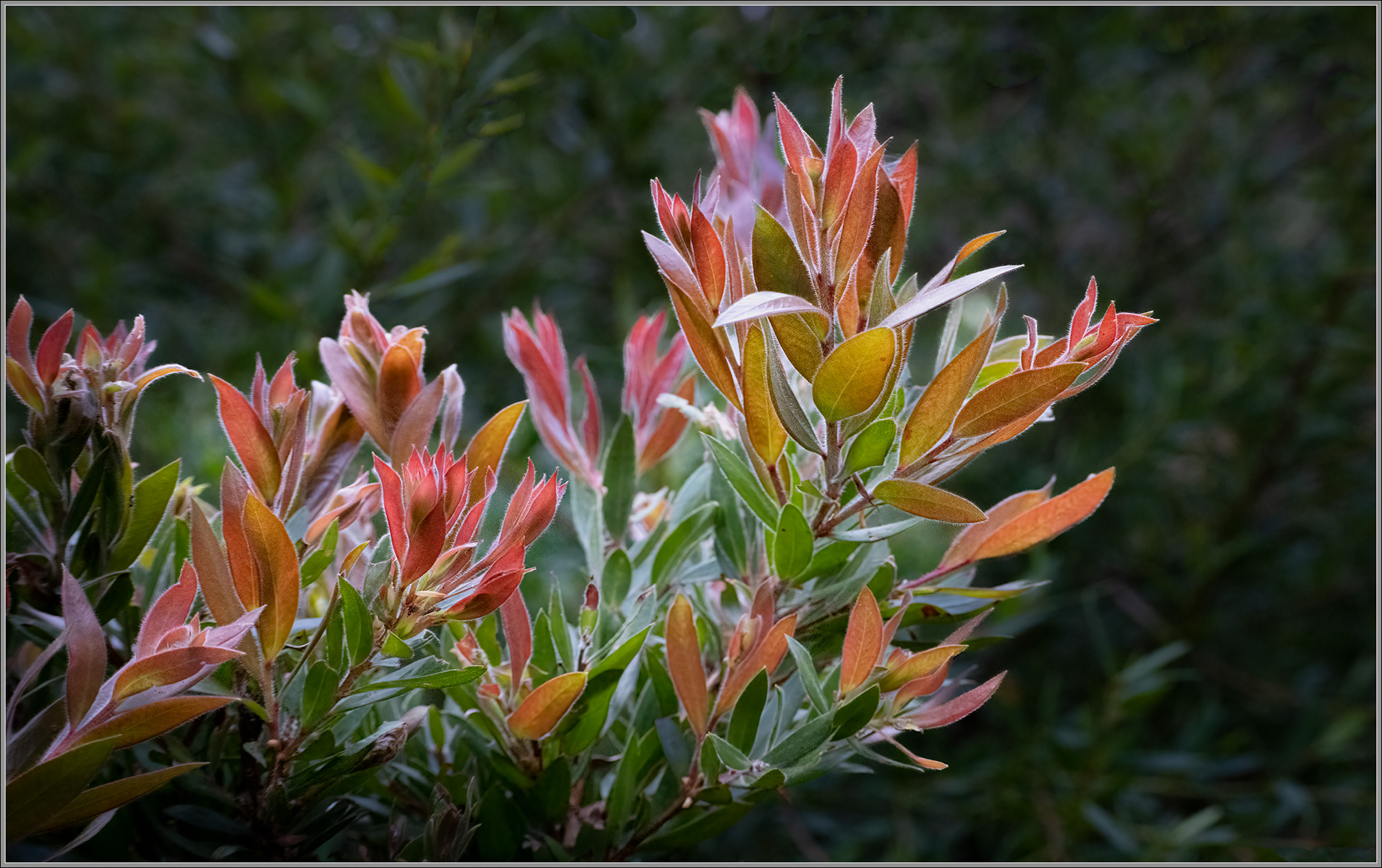 Grevillea