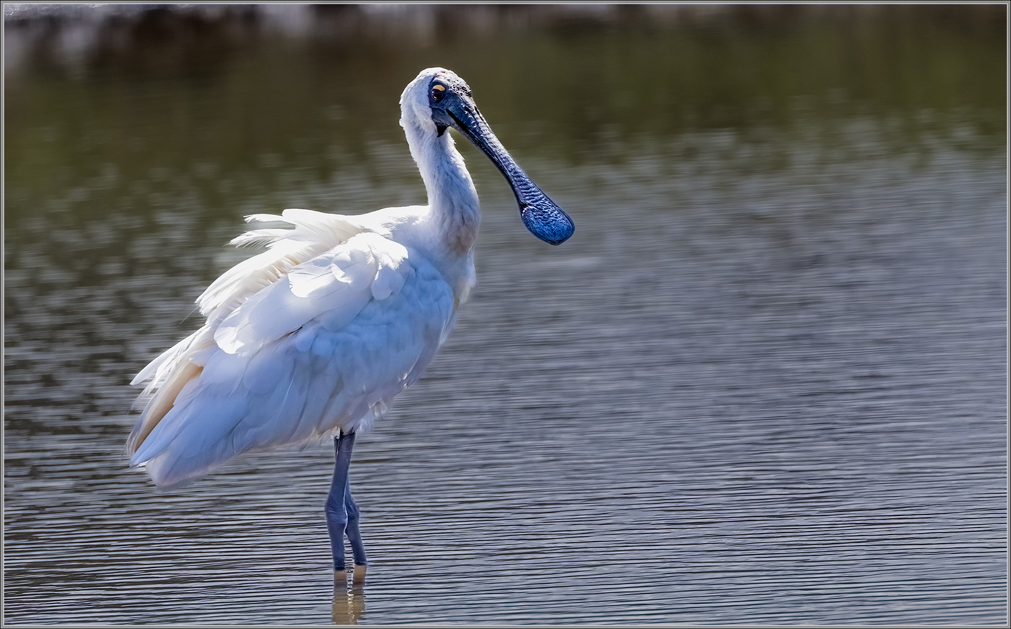 Royal Spoonbill
