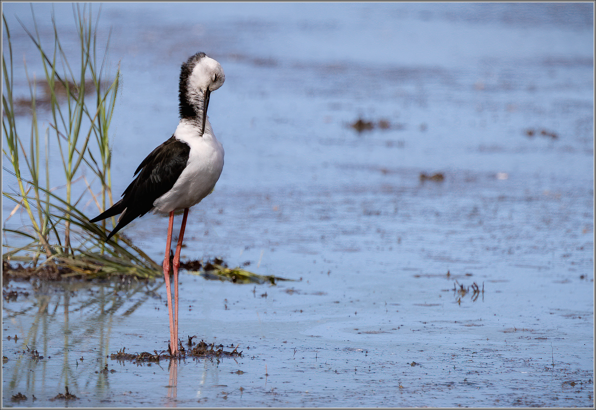 Pied Stilt