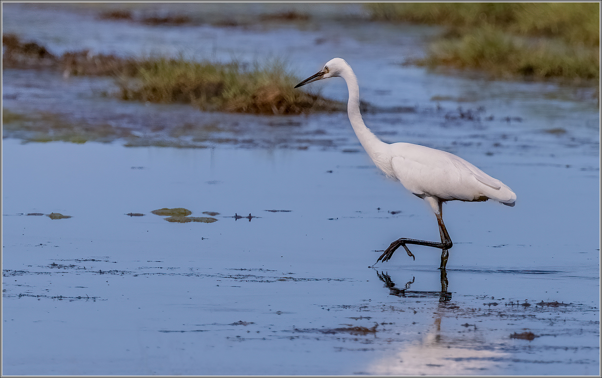 Little Egret